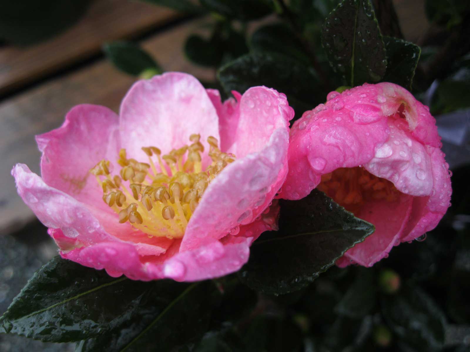 1600x1200 Pink Camellias Free Wallpaper Rubiginosa