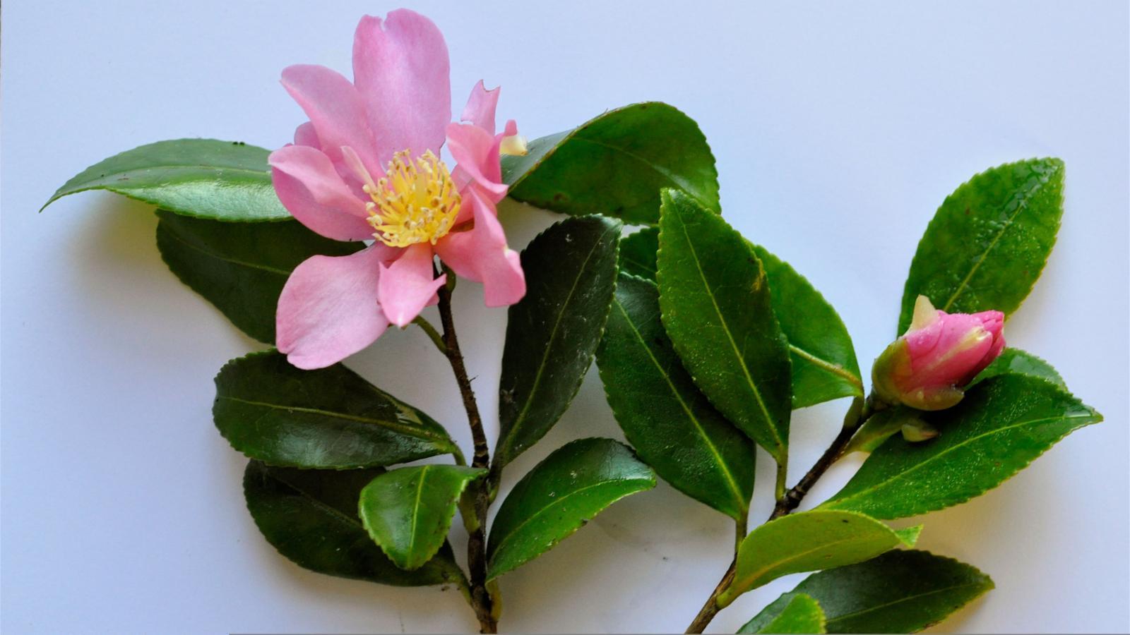 1600x900 Camellia sasanqua Thunb. Plants of the World Online