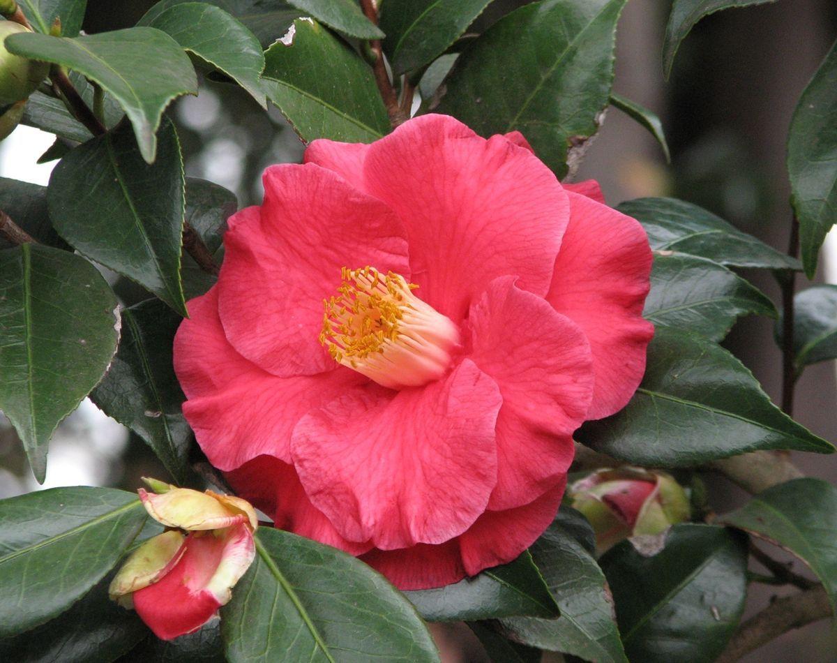 1200x950 Camellia japonica 'The Czar'