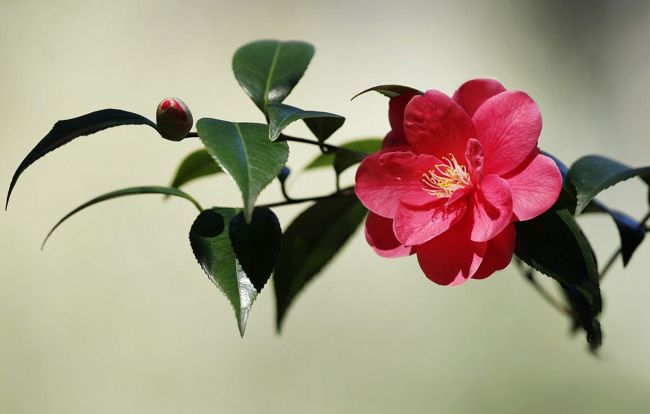 1332x850 Wallpaper flower, leaves, Bud, Camellia image for desktop