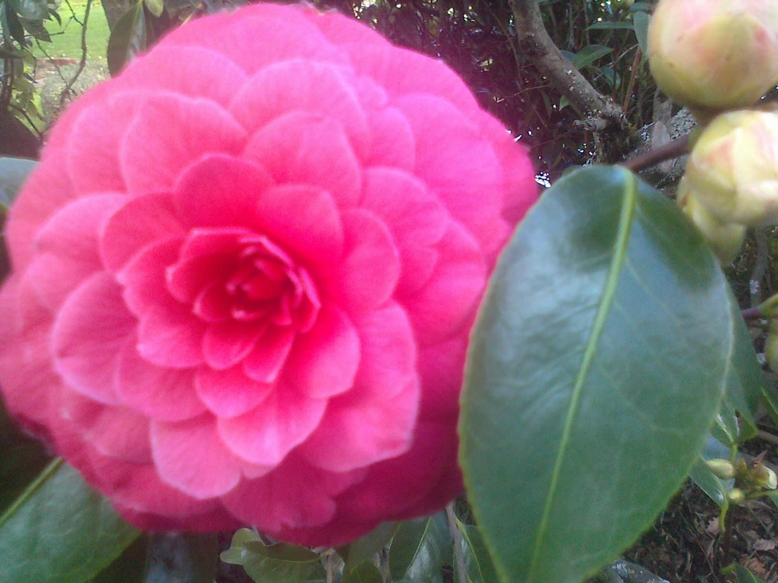 1600x1200 Camellia Wallpaper. Camellia Wallpaper