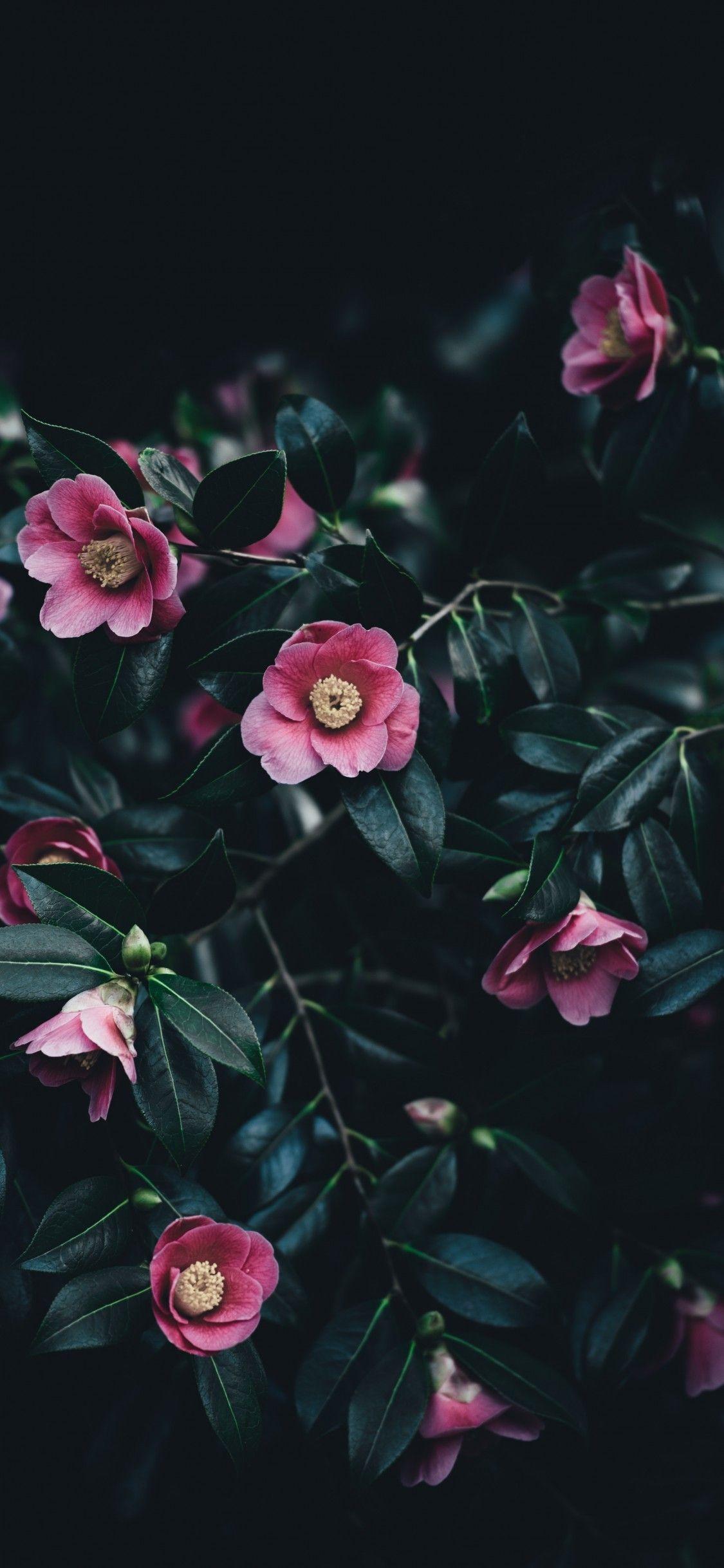 1125x2436 Download 1125x2436 Pink Camellia, Leaves Wallpaper for iPhone X