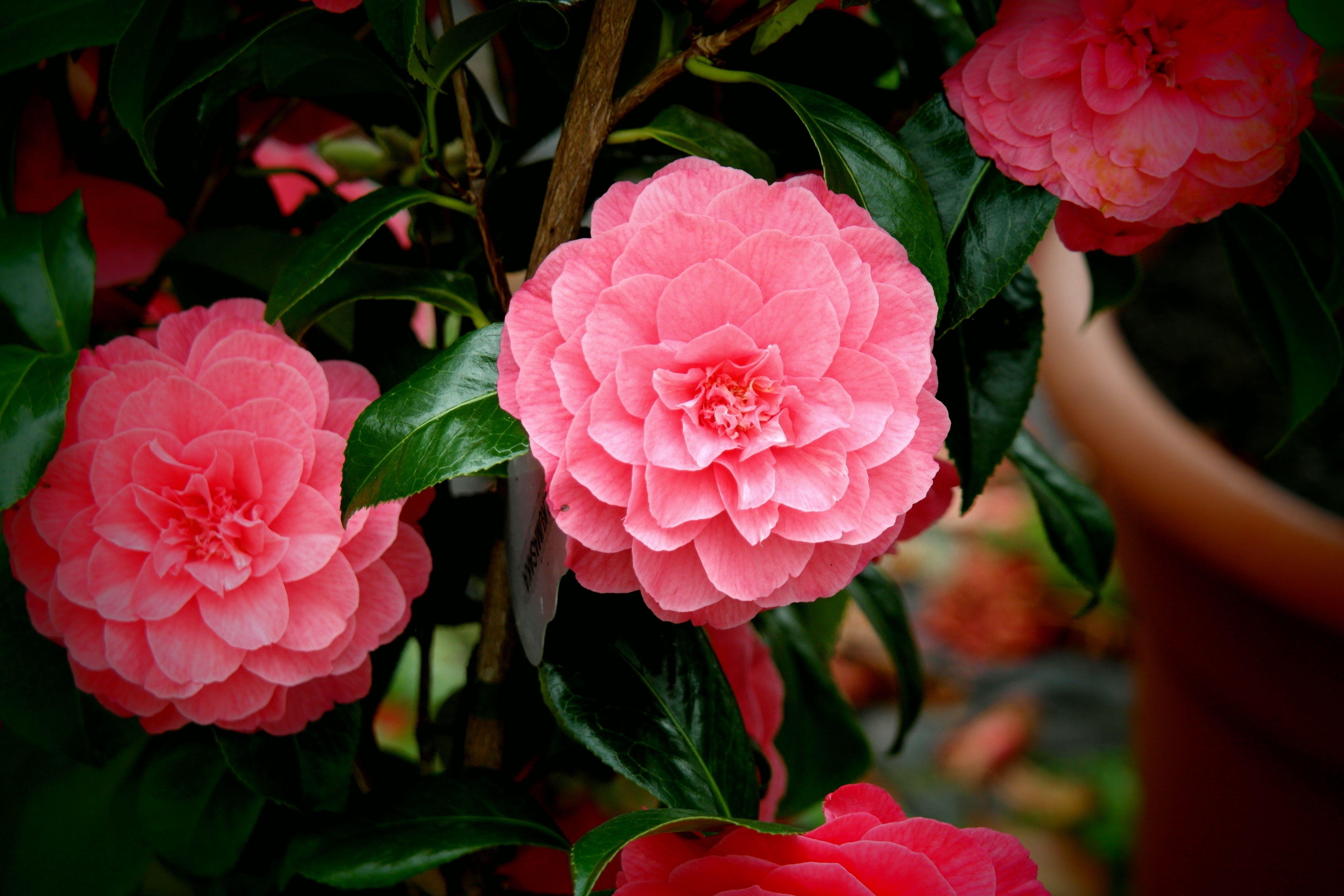 5472x3648 Pink Camellias × Centifolia, HD Wallpaper & background
