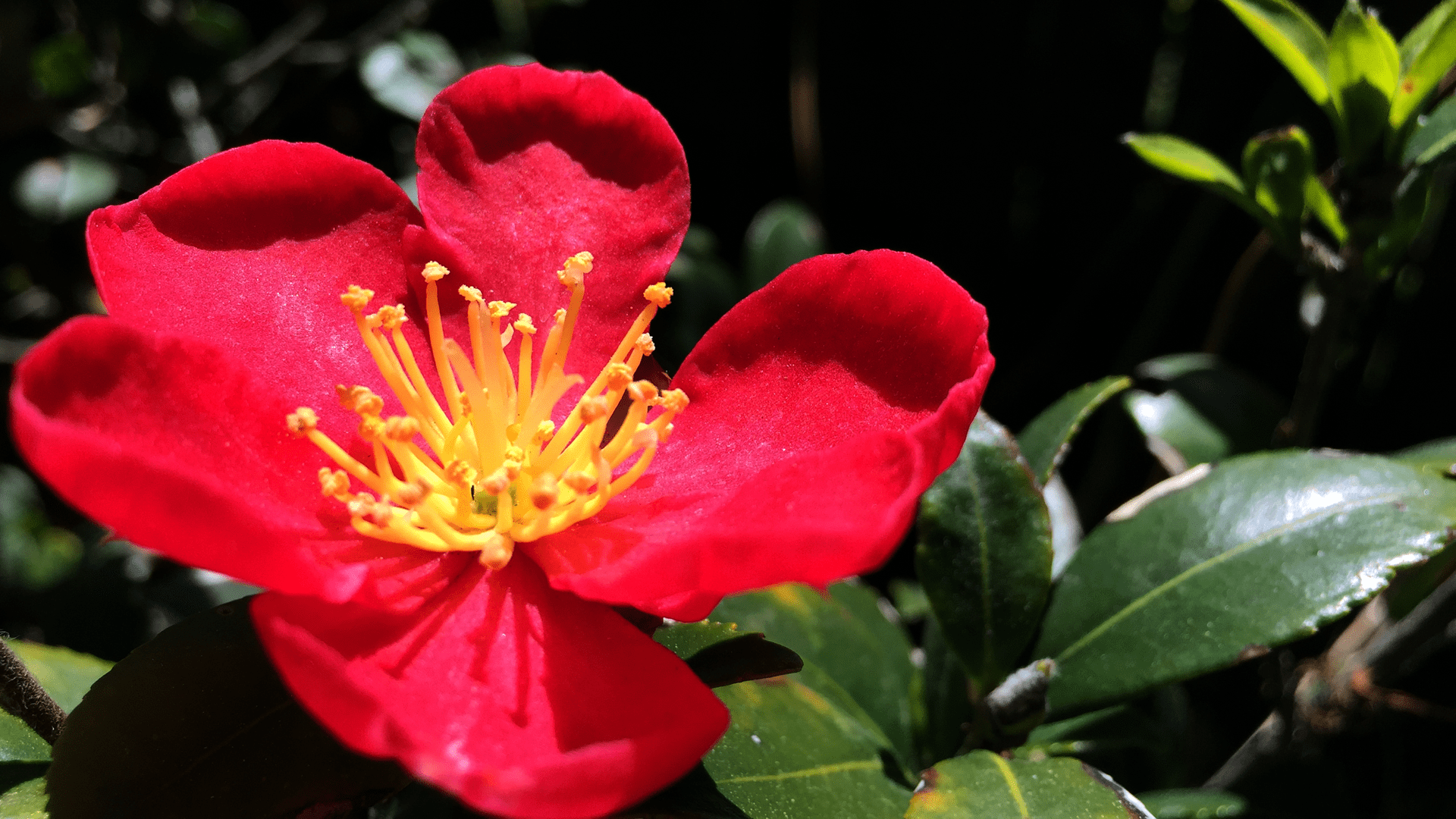 1920x1080 Red Camellia