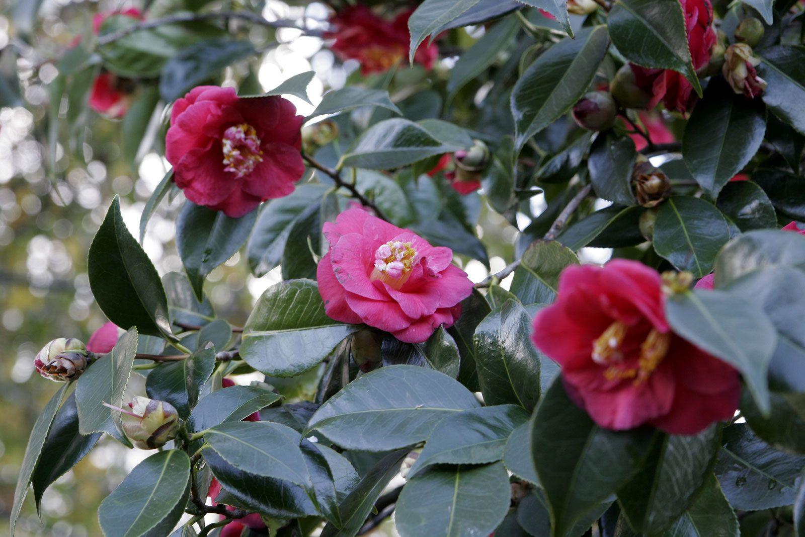 1600x1067 Camellia japonica