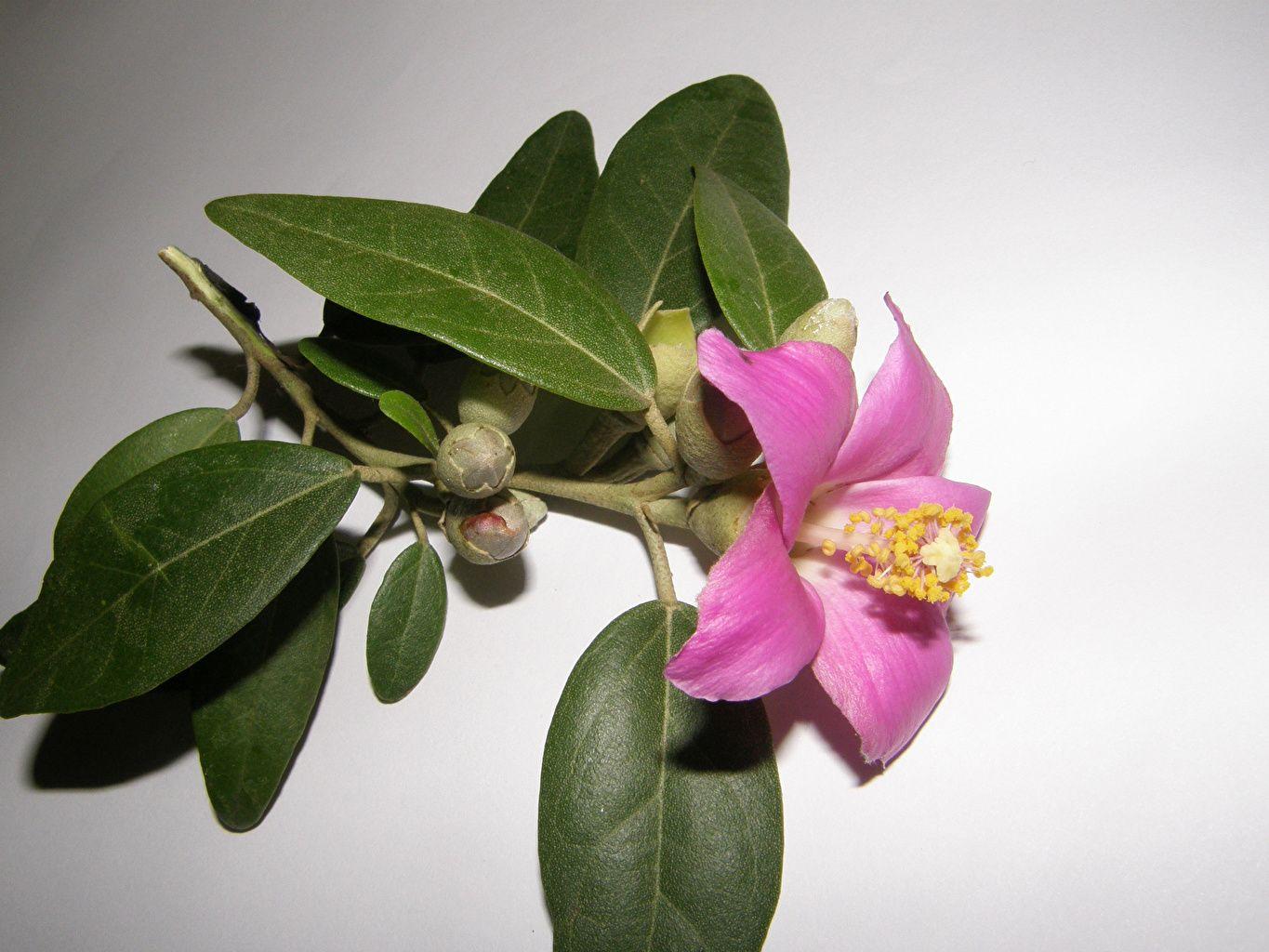 1365x1024 image Pink color flower Camellia Closeup
