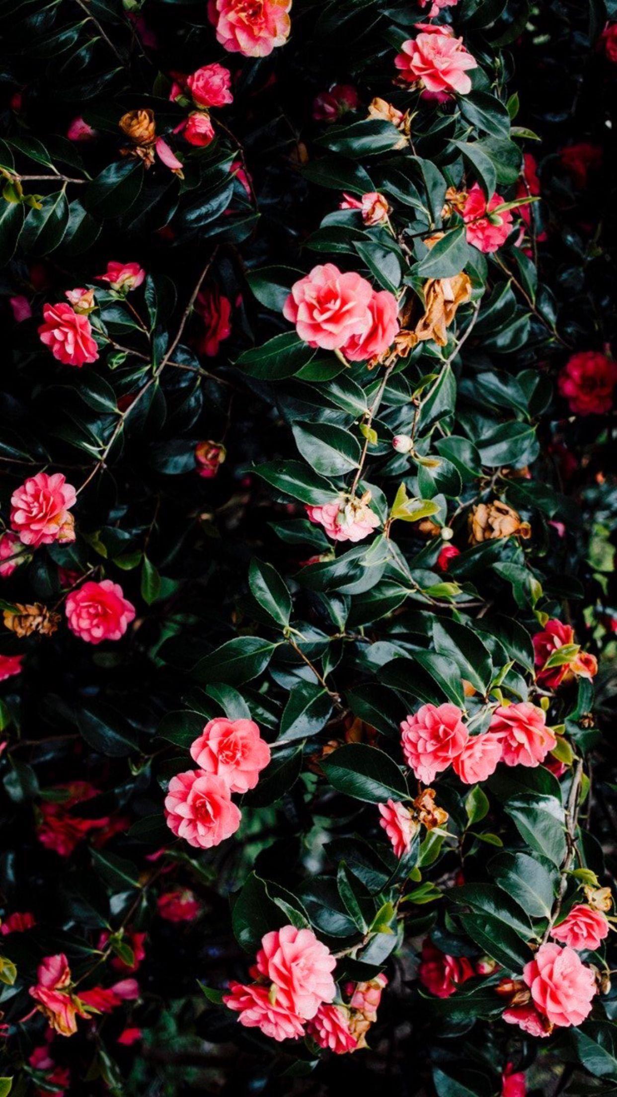 1242x2208 Unicorns. Flower background, Pretty