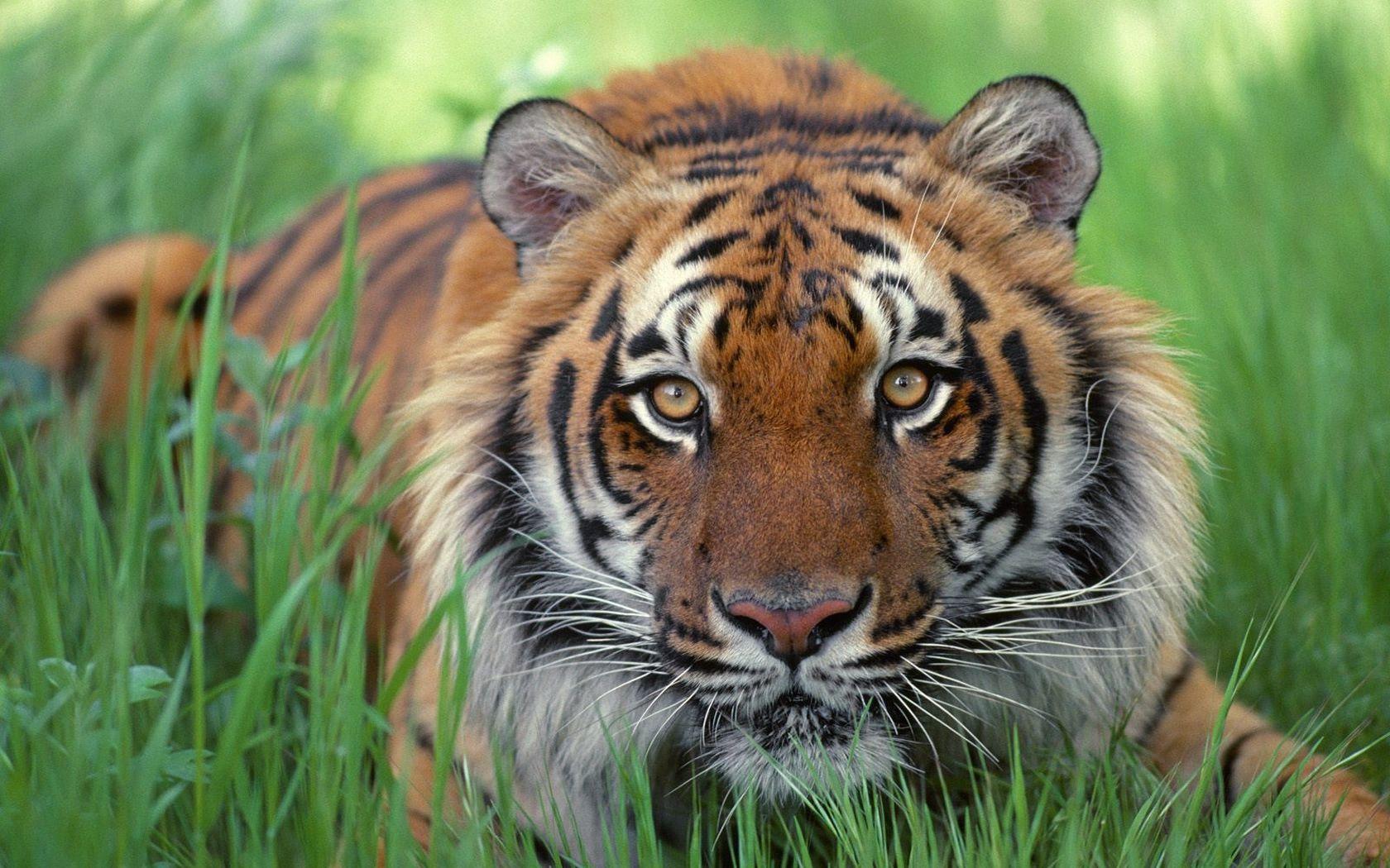 1680x1050 Free download Wild Animal Desktop Wallpaper wallpaper Wild Animal