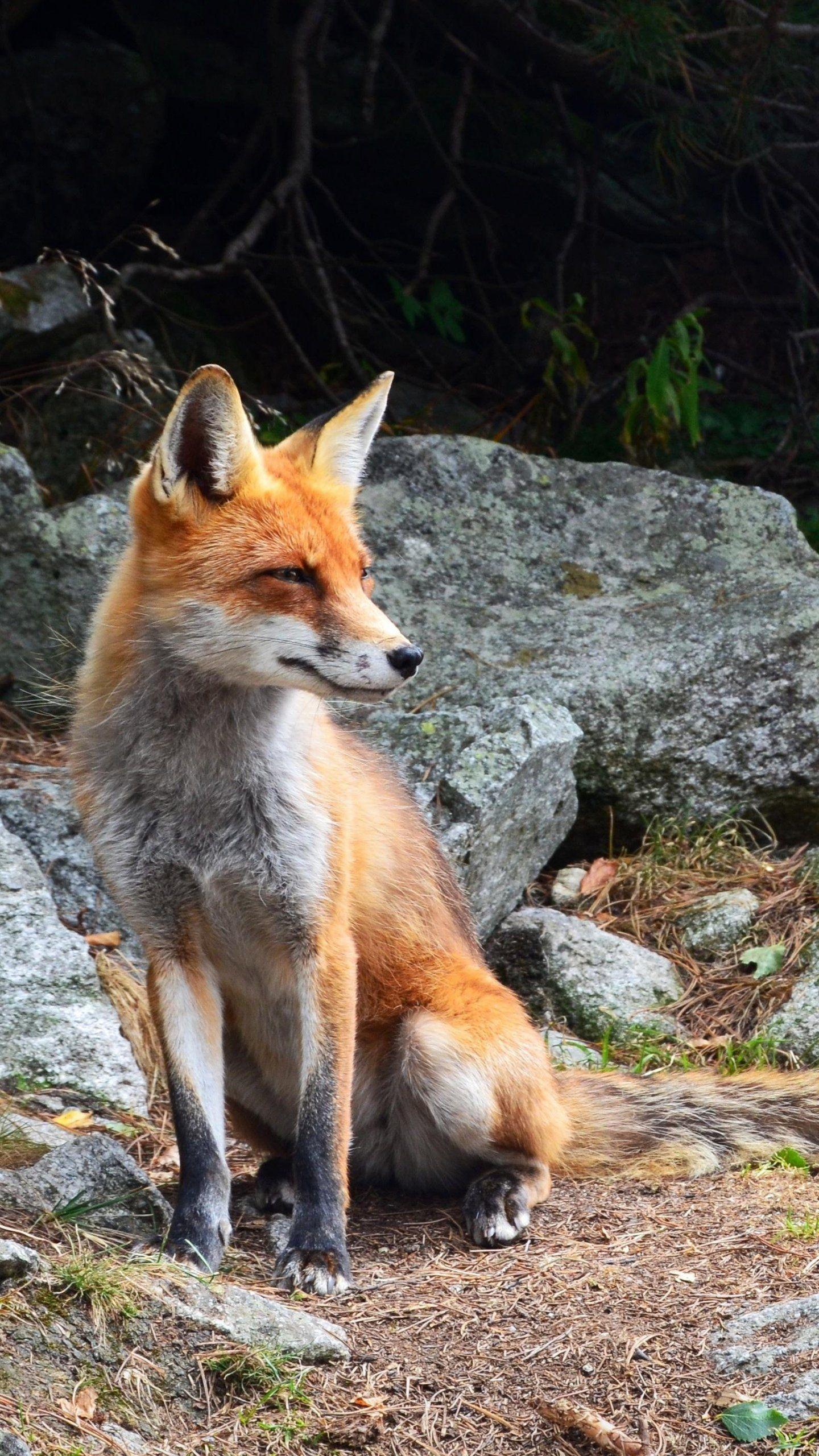 1440x2560 Fox Wallpaper, Android & Desktop Background. Wild