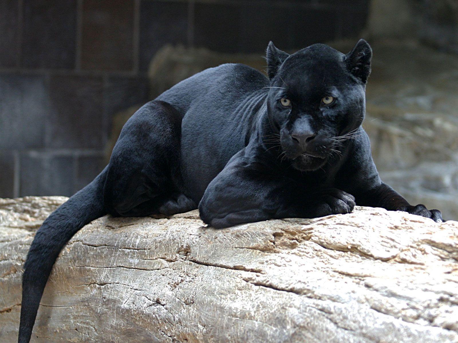 1600x1200 Wild Animals Desktop Background Plus 352657 Wallpaper wallpaper