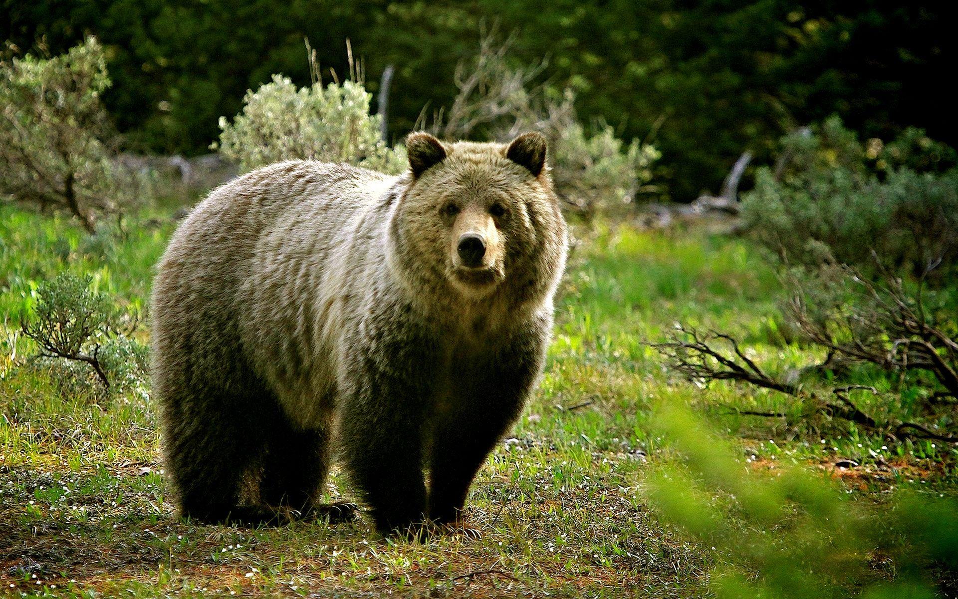 1920x1200 Wildlife Wallpaper. Wallpaper Wildlife