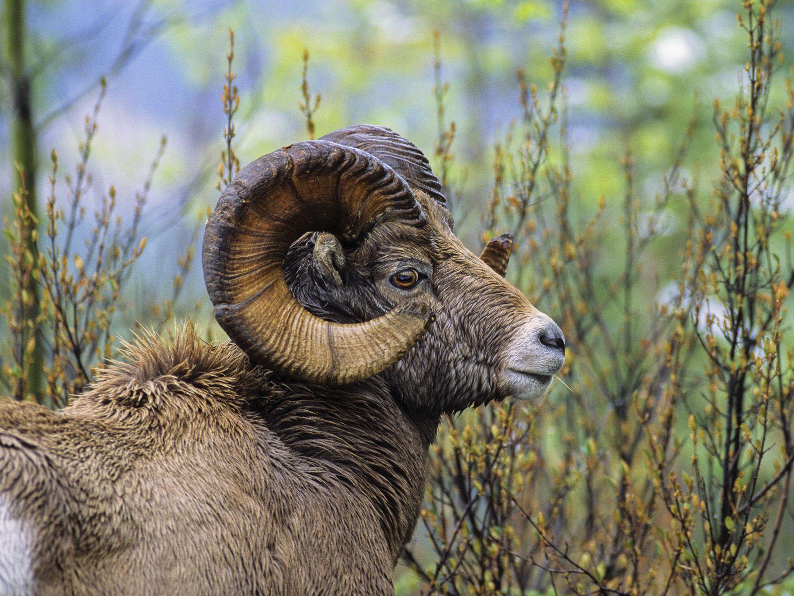 1600x1200 Bighorn Sheep Ram, British Columbia. Wild animal wallpaper