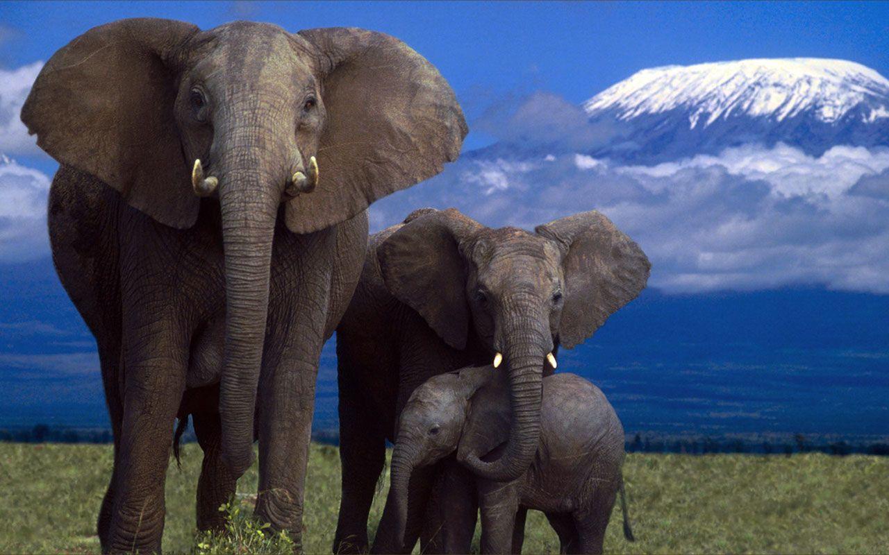 1280x800 Cute Animal Wallpaper Free Download Wild Animals HD