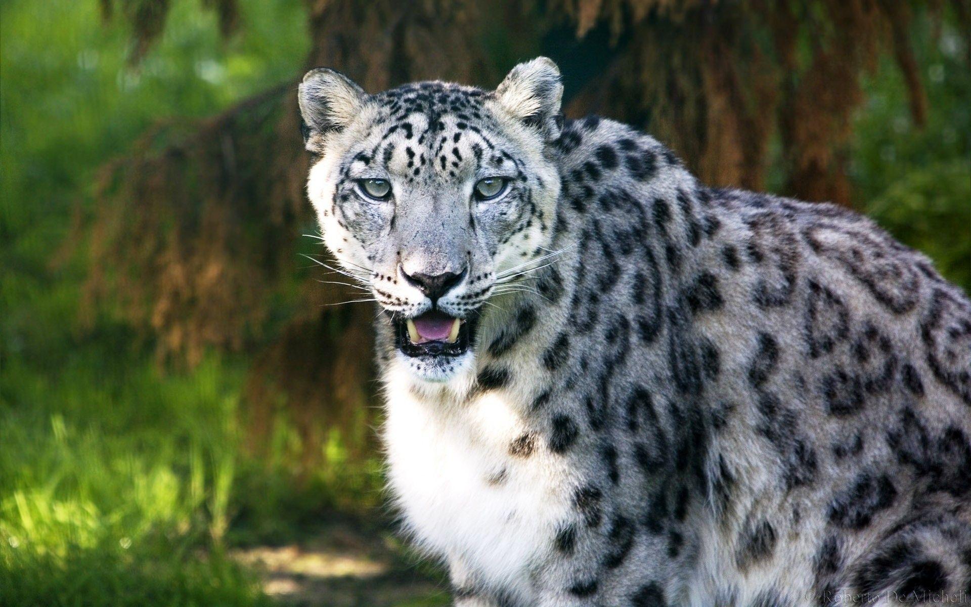 1920x1200 Snow Leopard Wild Animal