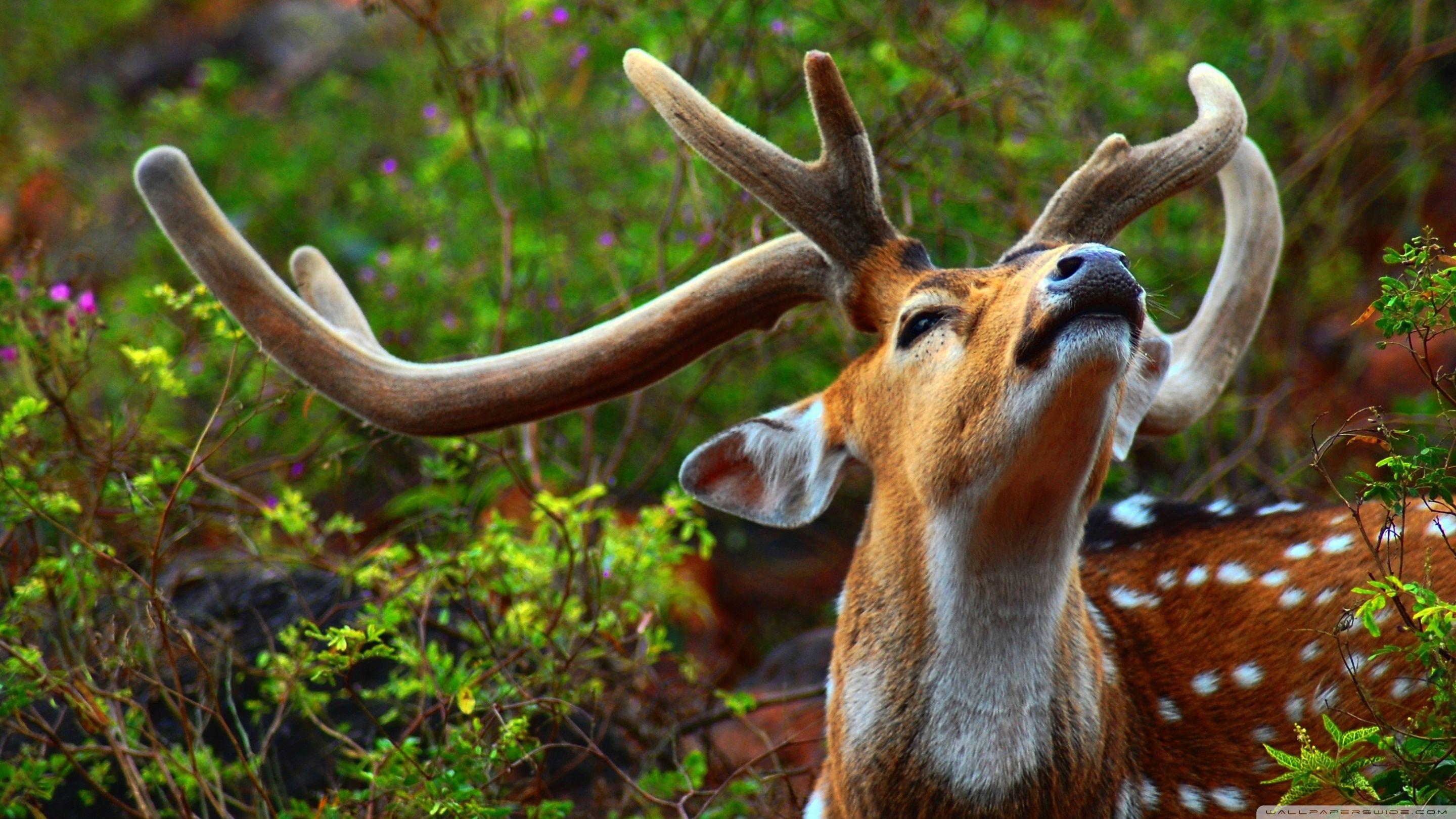 2880x1620 Animals Widescreen Wallpaper