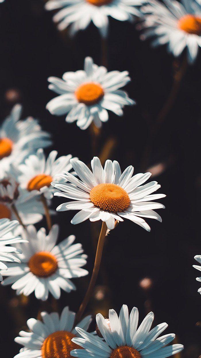Chamomile Wallpapers - Top Free Chamomile Backgrounds - WallpaperAccess