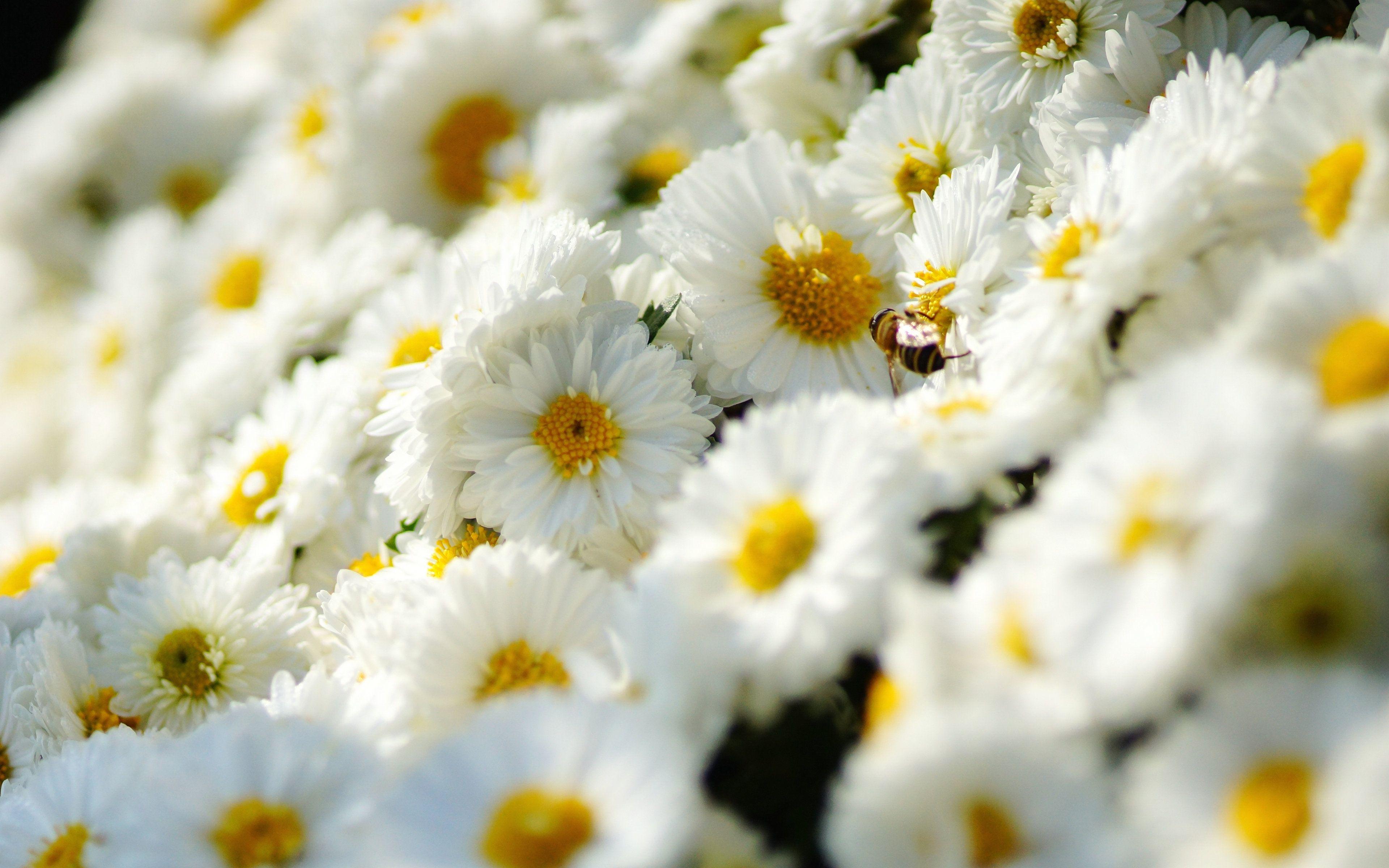 Flowers full. Ромашки Дейзи Флауэр. Ромашки обои. Красивые ромашки. Много ромашек.