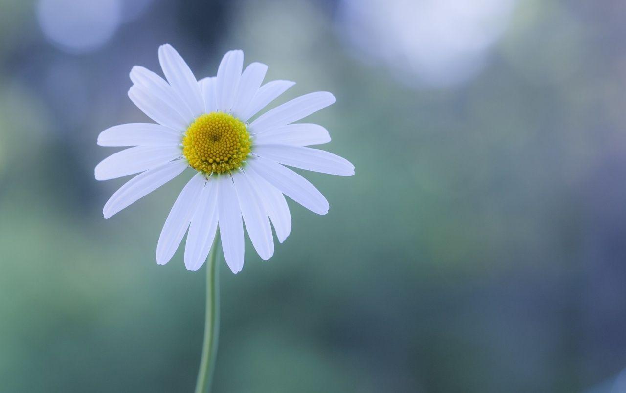 Chamomile Wallpapers - Top Free Chamomile Backgrounds - WallpaperAccess