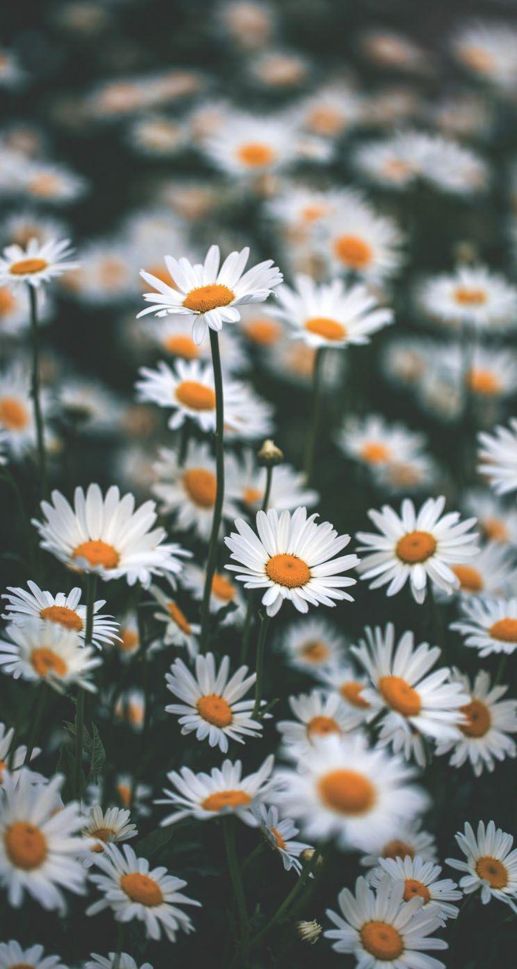Chamomile Wallpapers - Top Free Chamomile Backgrounds - WallpaperAccess