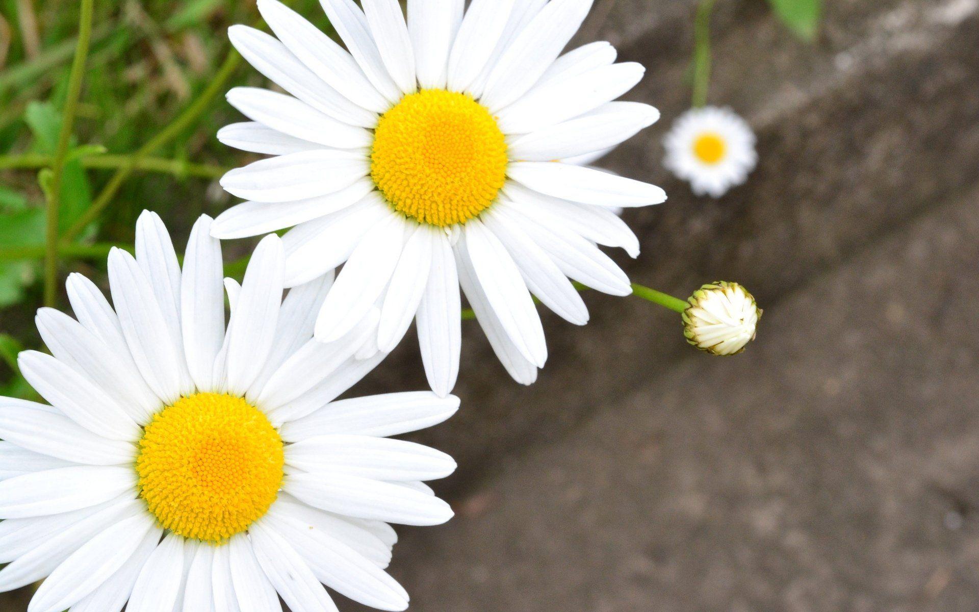 Daisy Pics