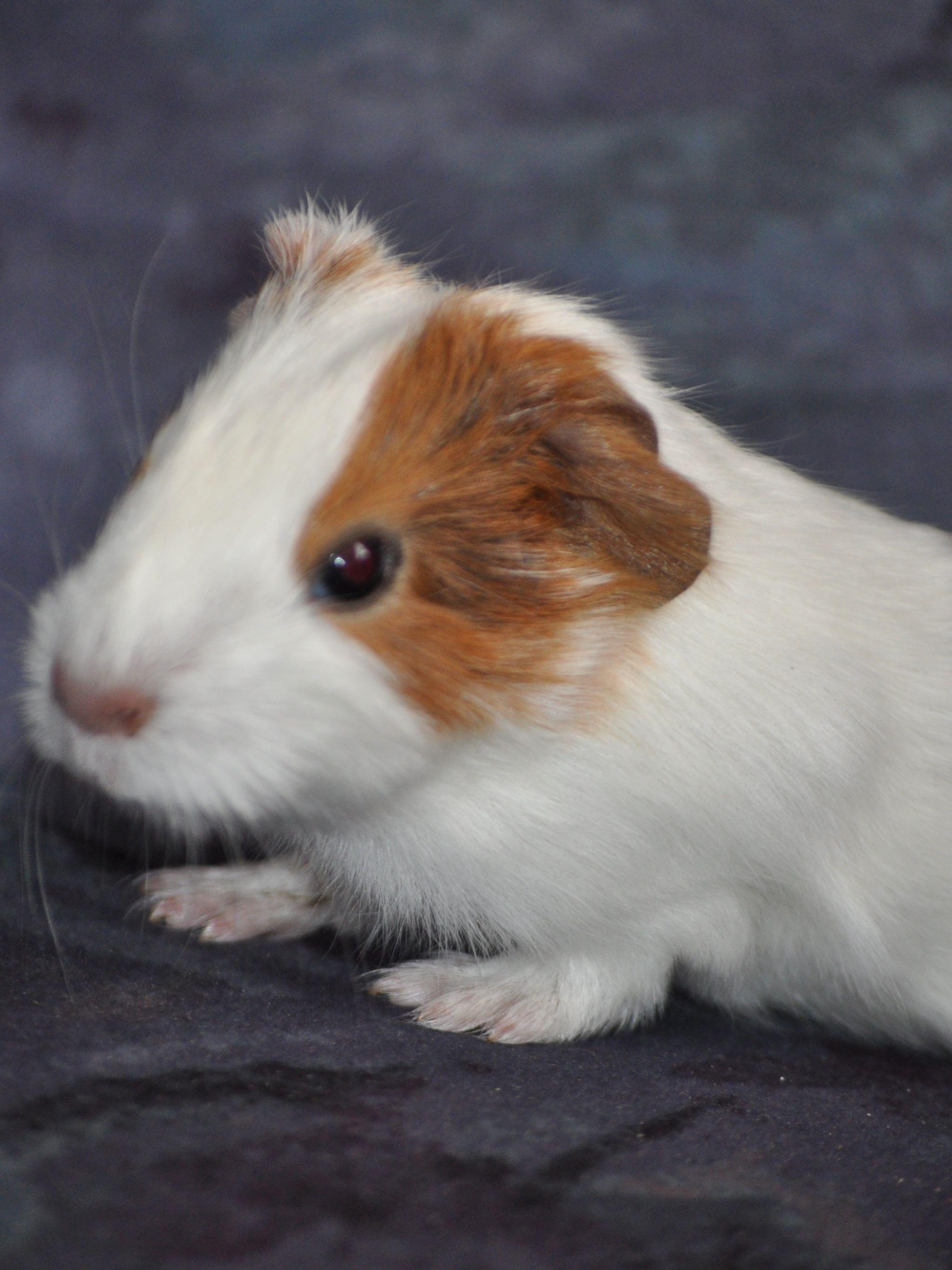 2048x2732 Free download baby guinea pig wallpaper memestrendingspace