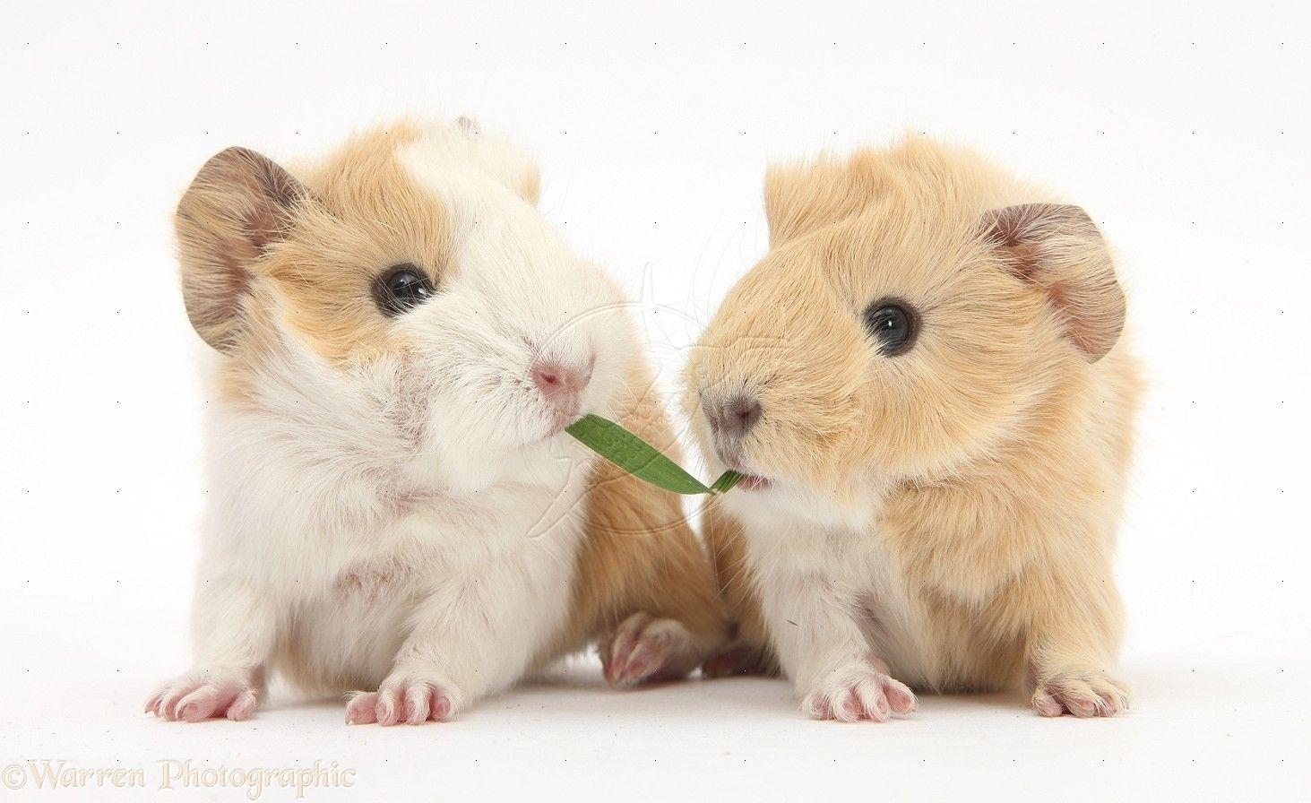1463x896 Picture Of Baby Guinea Pigs Wallpaper HD Base Day Old Baby