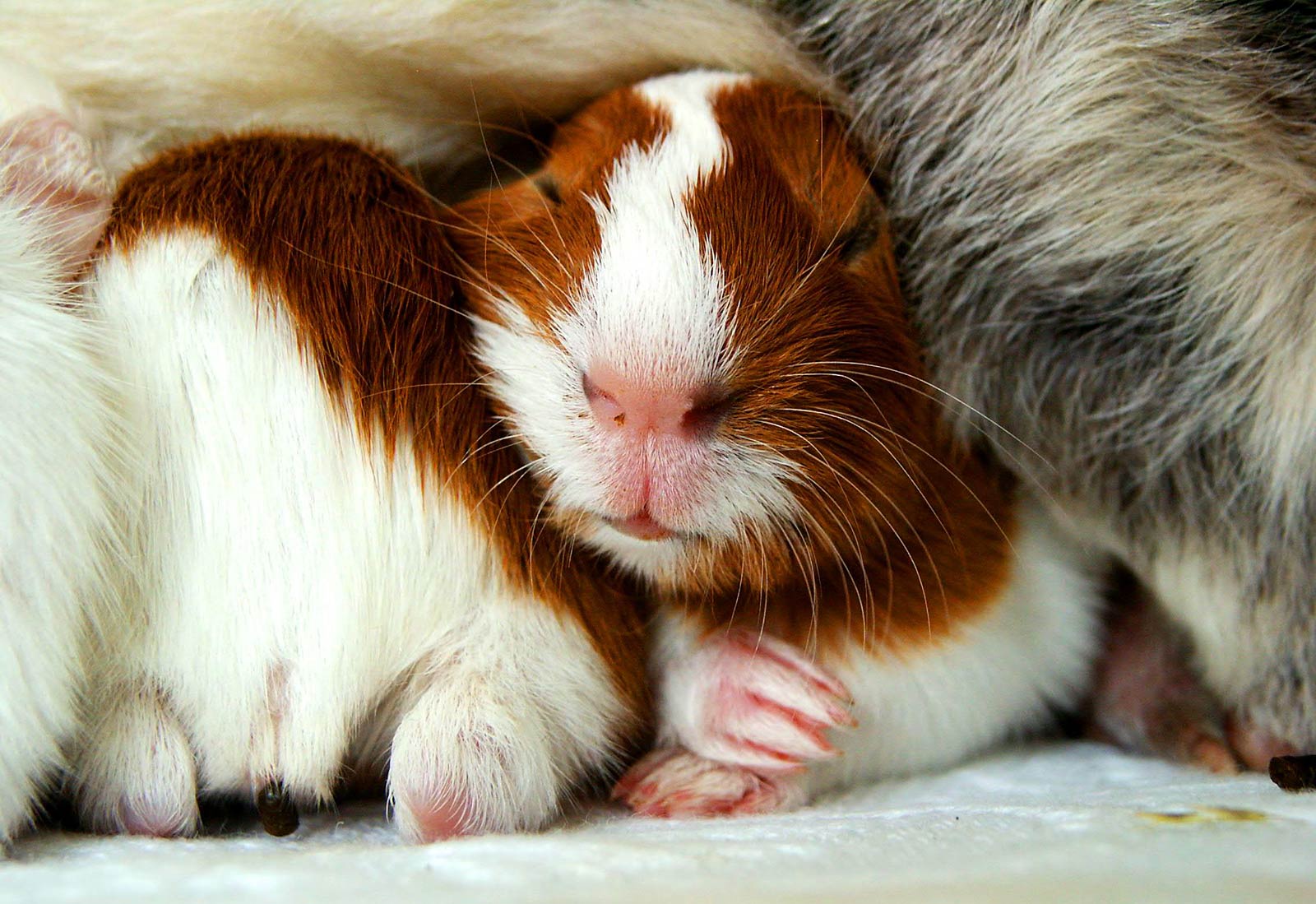 1600x1099 Domestic Guinea Pig Wallpaper