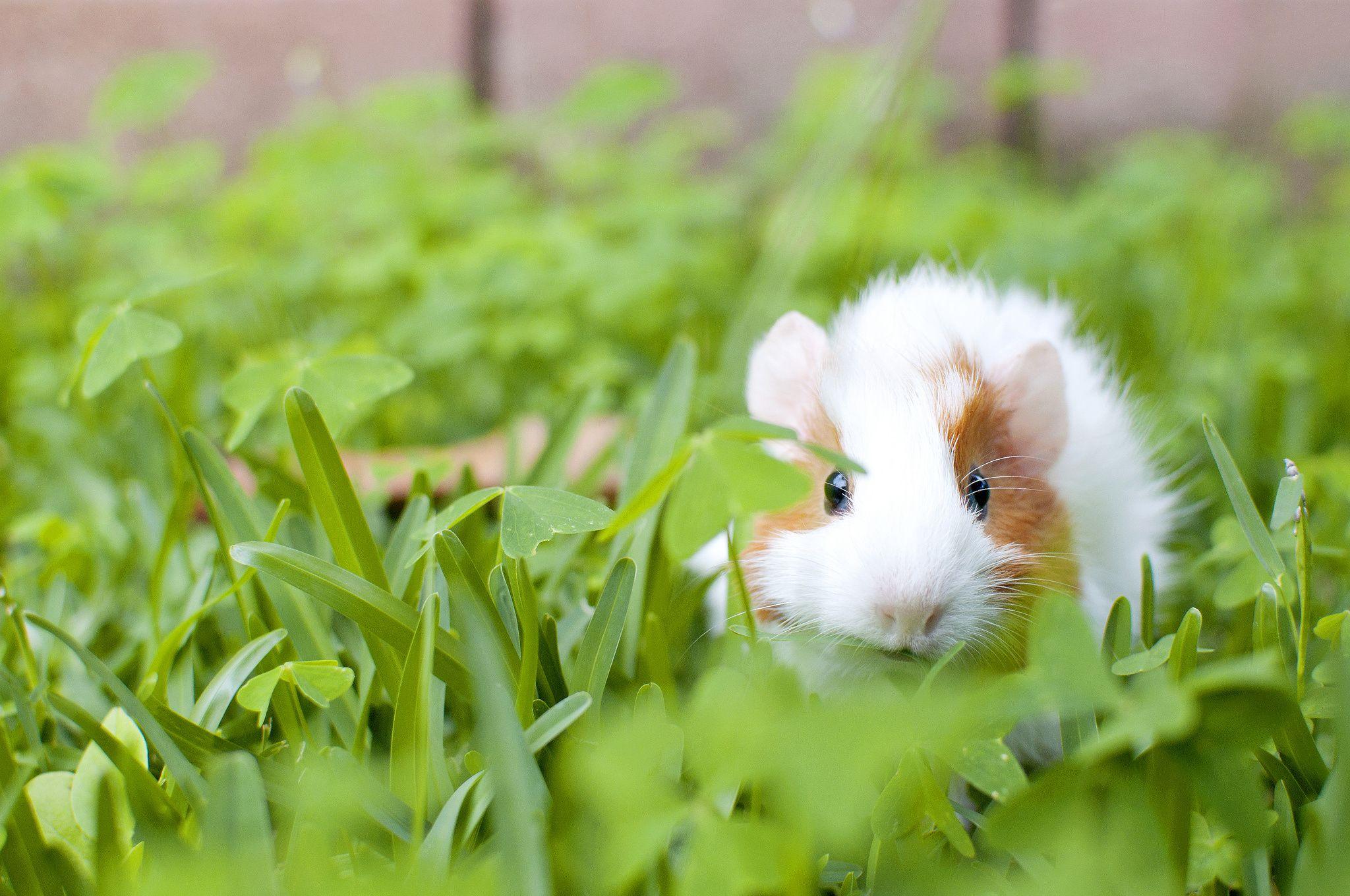 2048x1360 Guinea Pig Pig Wallpaper Hd, HD Wallpaper & background