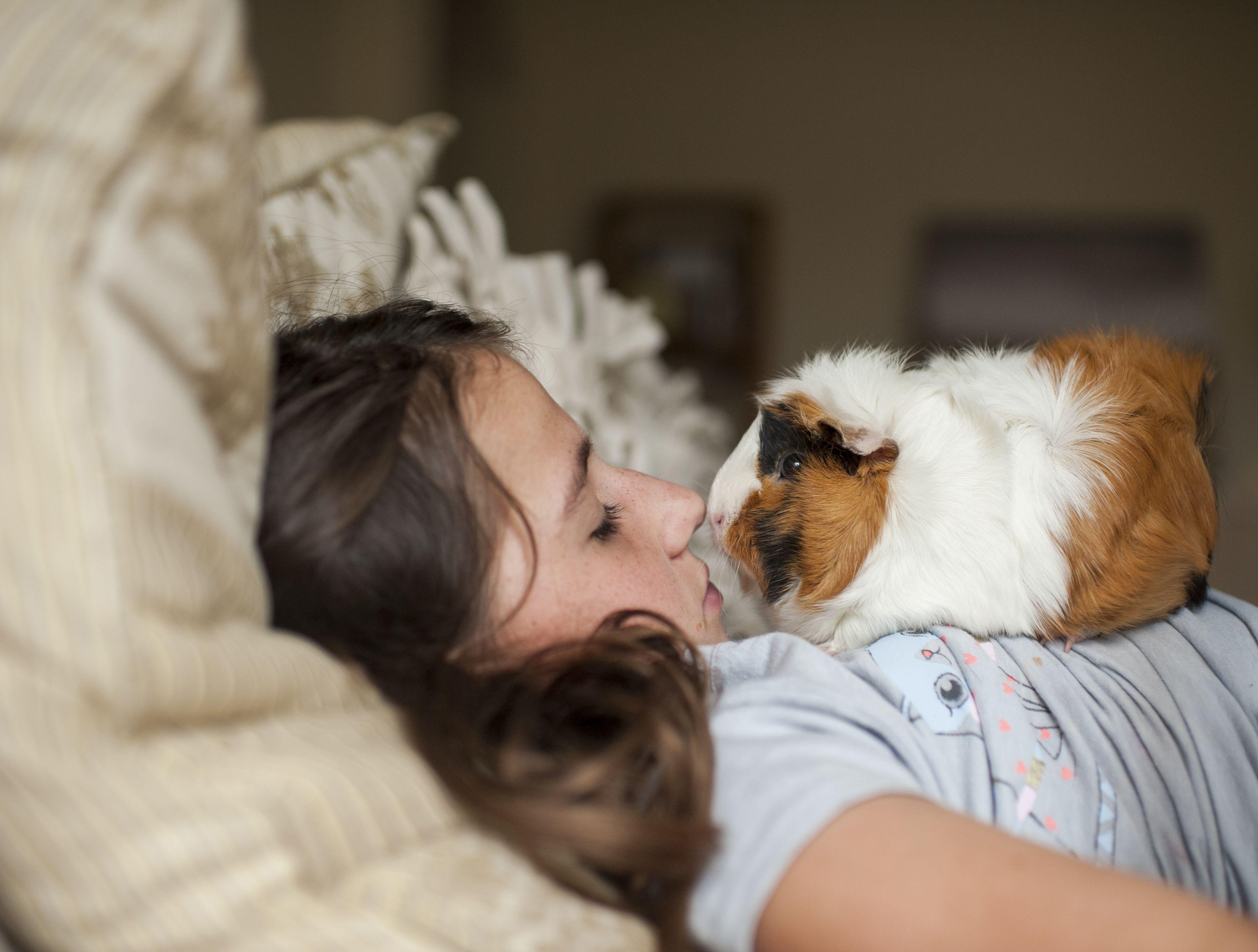 3963x3000 Guinea Pig Breeds