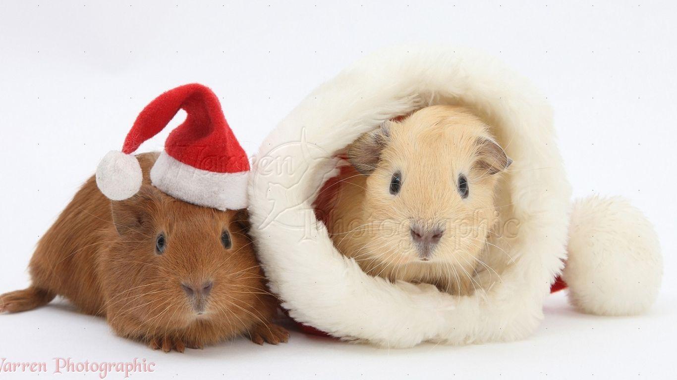 1366x768 Free download WP21600 Baby Guinea pigs with Father Christmas hats