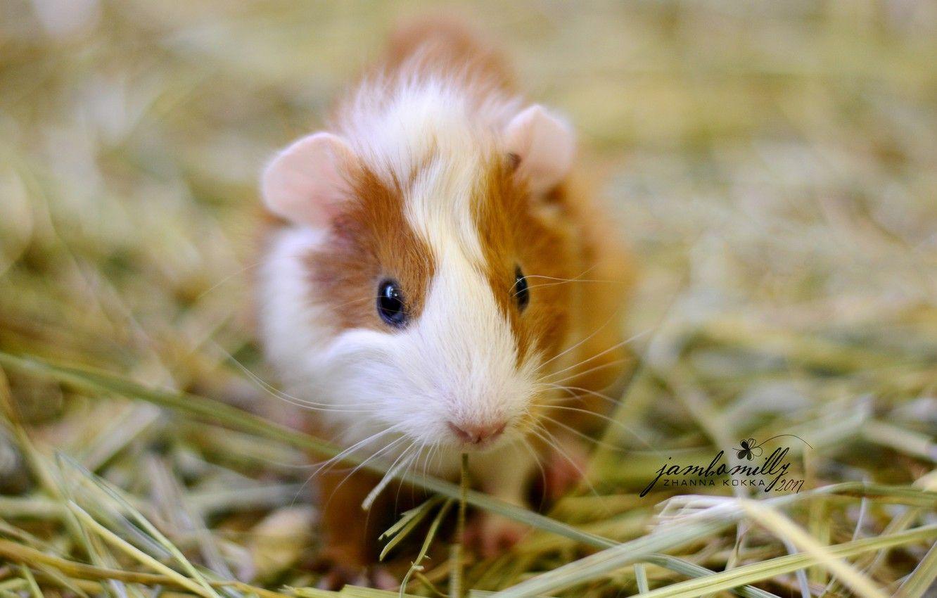 1332x850 Wallpaper white, red, hay, Guinea pig, cub, the baby Guinea pigs