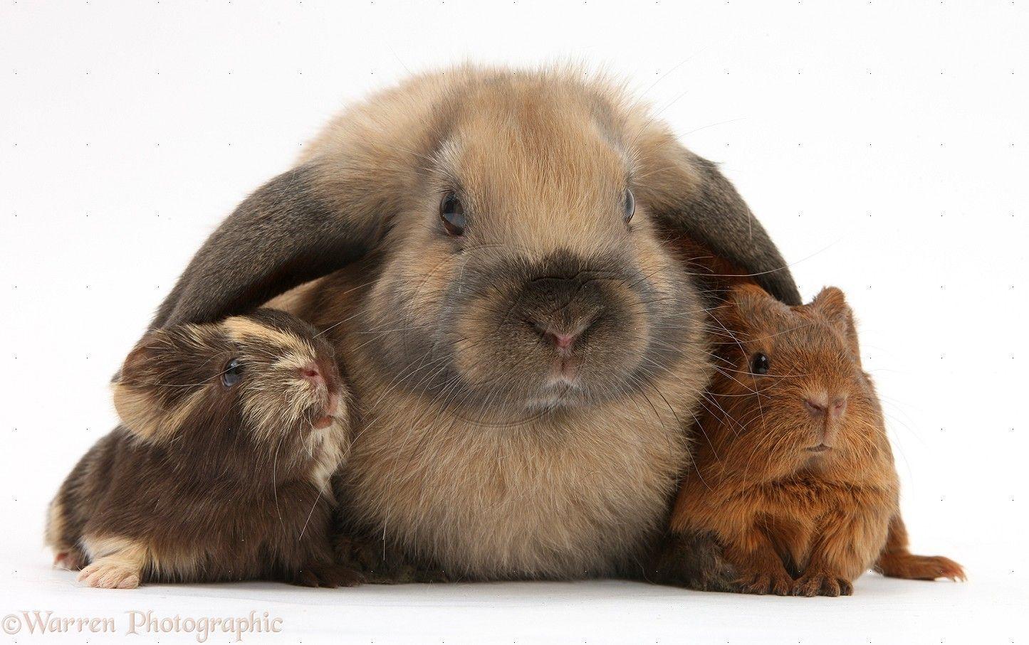 1445x907 Domestic Guinea Pig Wallpaper