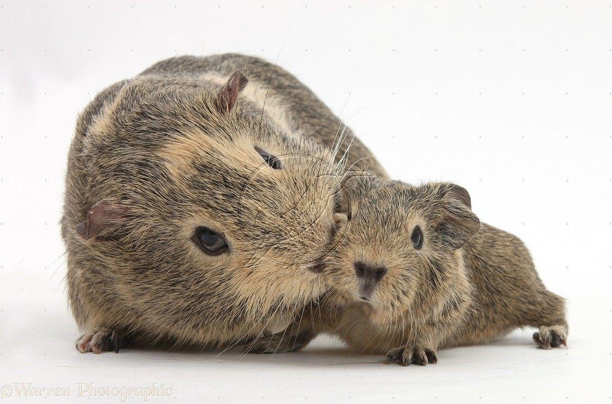 1196x790 Mom And Baby Guinea Pig HD Wallpaper Wall