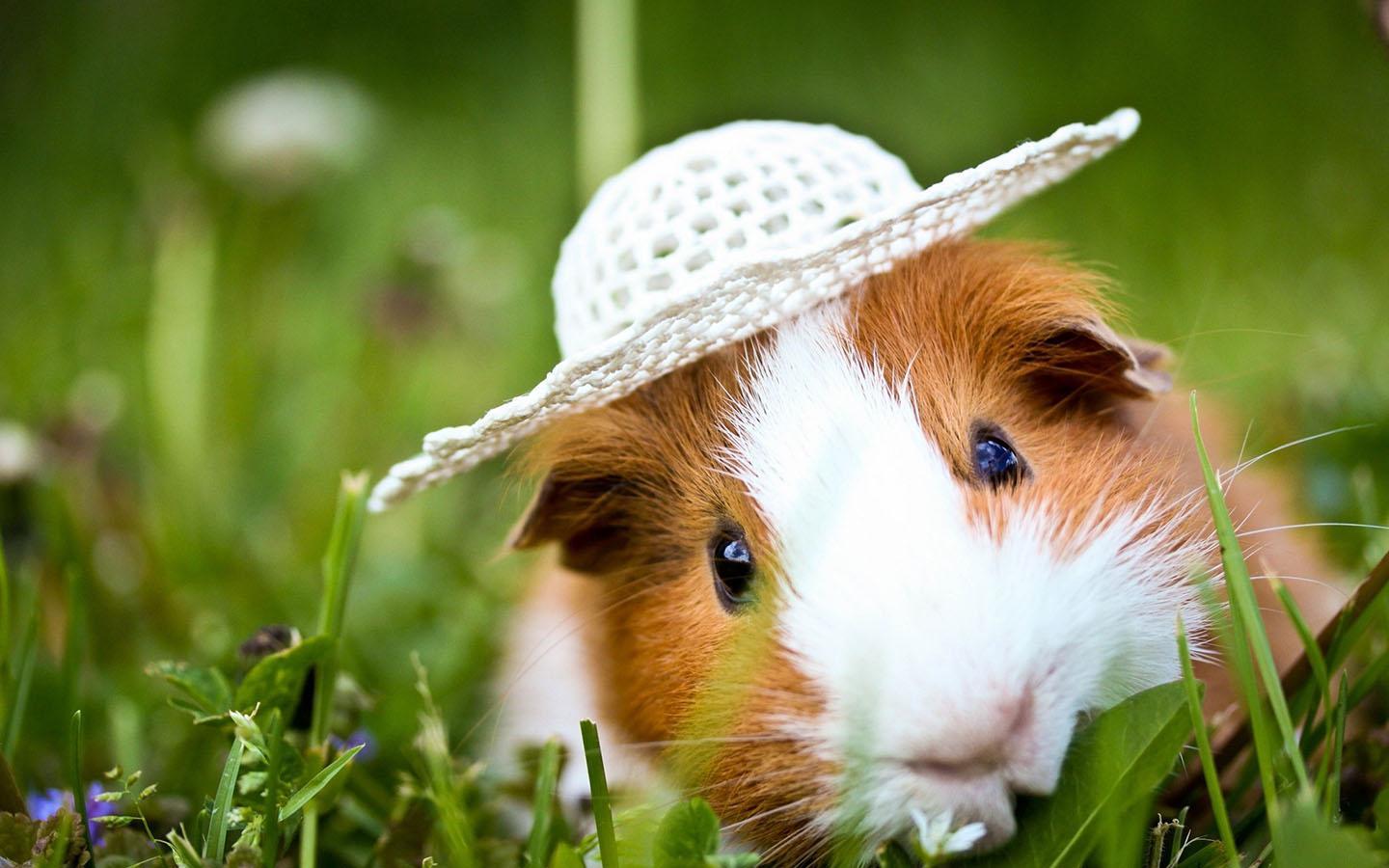 1440x900 Guinea Pig Wallpaper 4k Ultra HD Animales