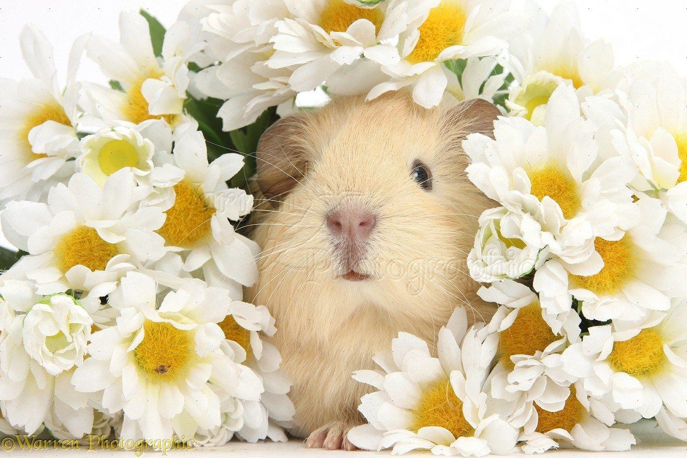 1402x935 Cute Guinea Pig Wallpaperafari Of Guinea