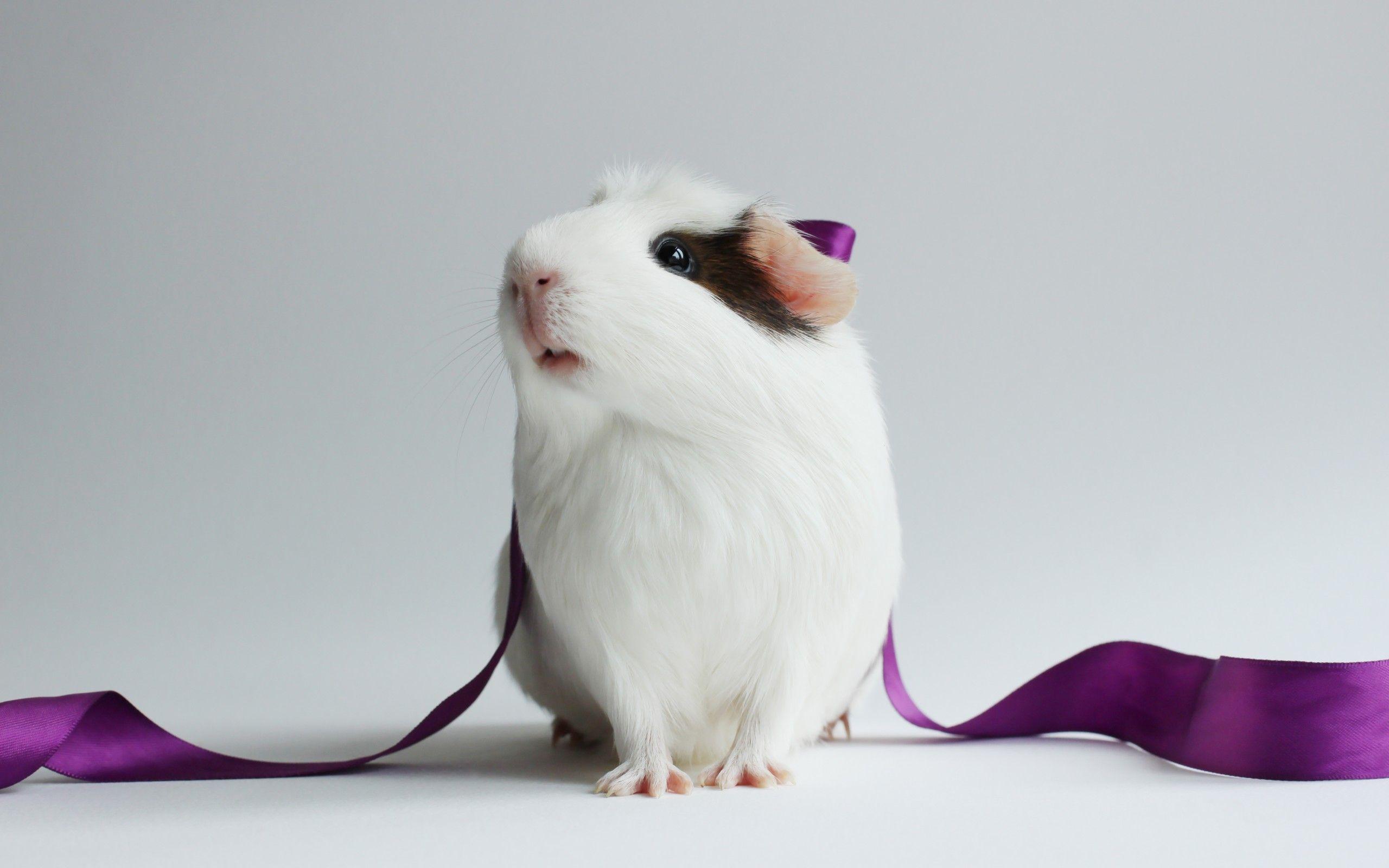 2560x1600 Guinea Pig HD Wallpaper and Background Image