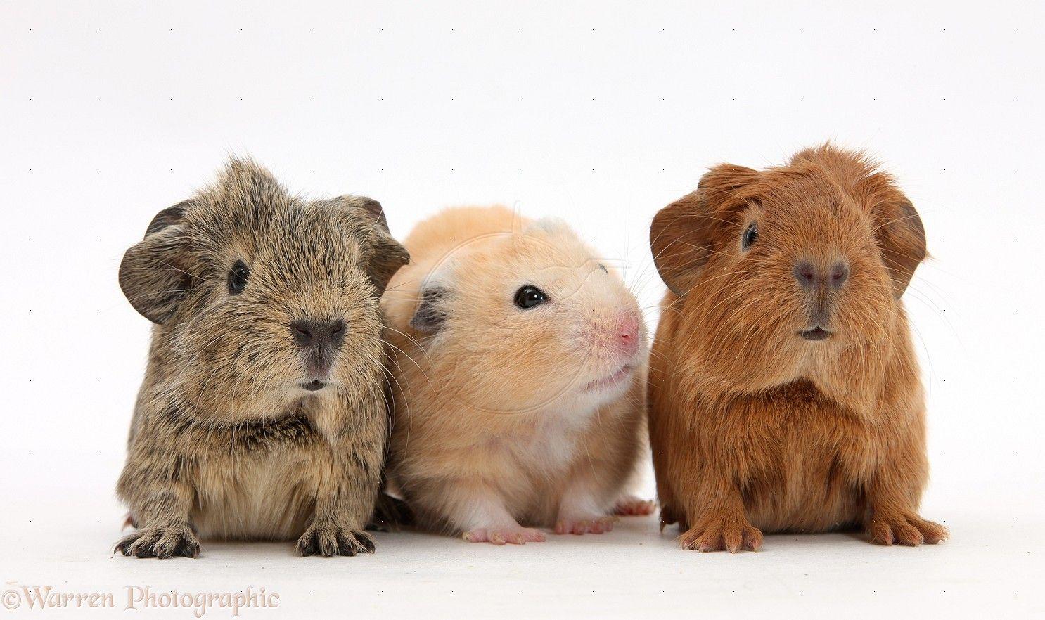 1486x882 Baby Guinea Pig HD Wallpaper Pict Wallpaper.