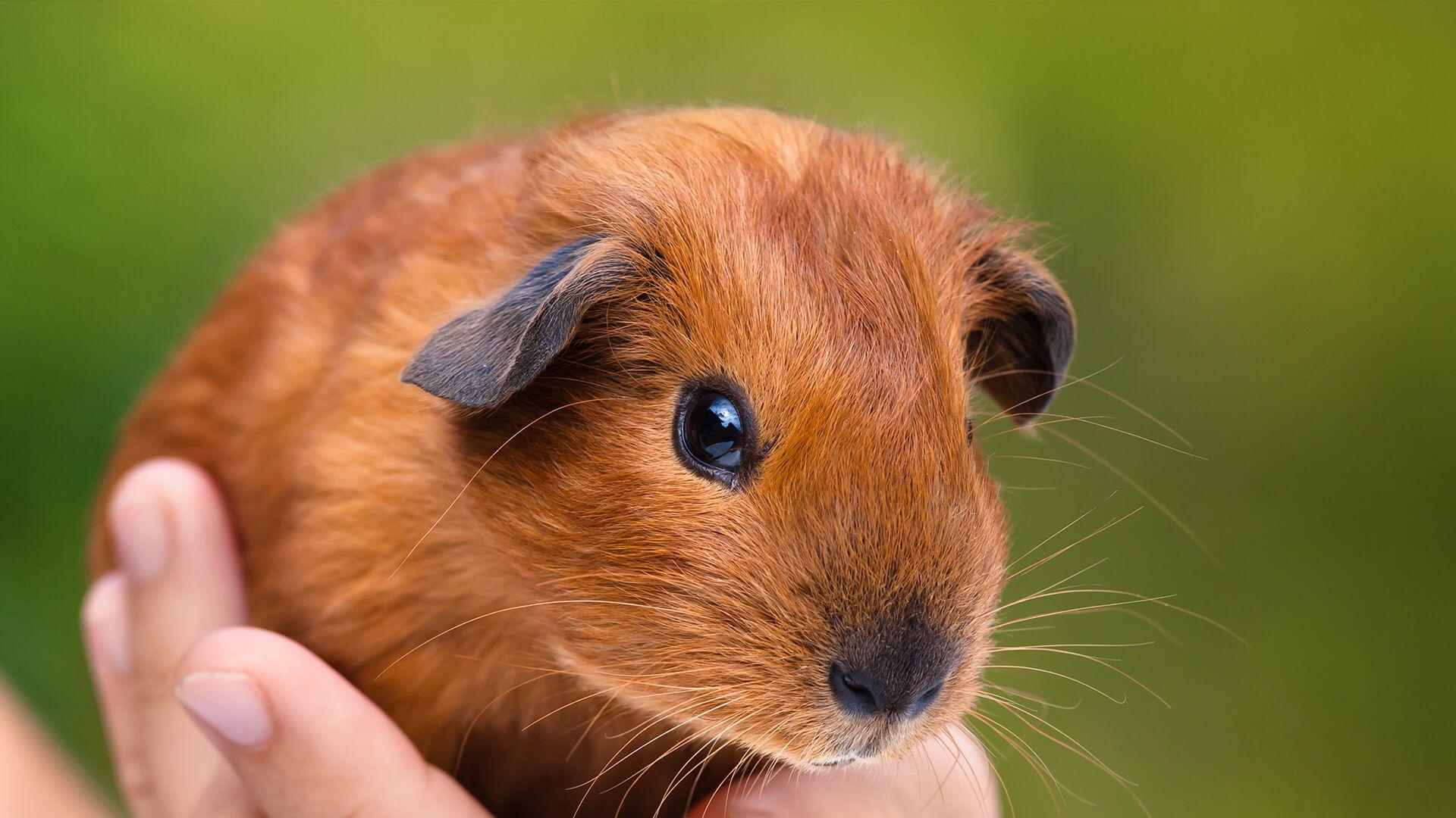 1920x1080 Guinea Pig. San Diego Zoo Animals & Plants