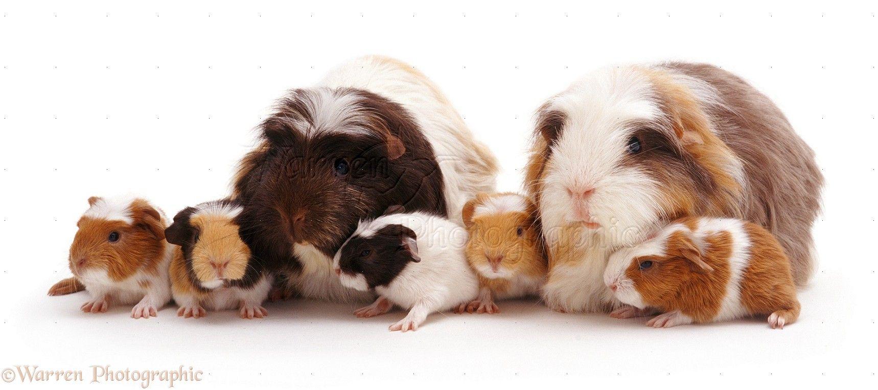 1718x763 Crested Sheltie Guinea pig family photo WP06798