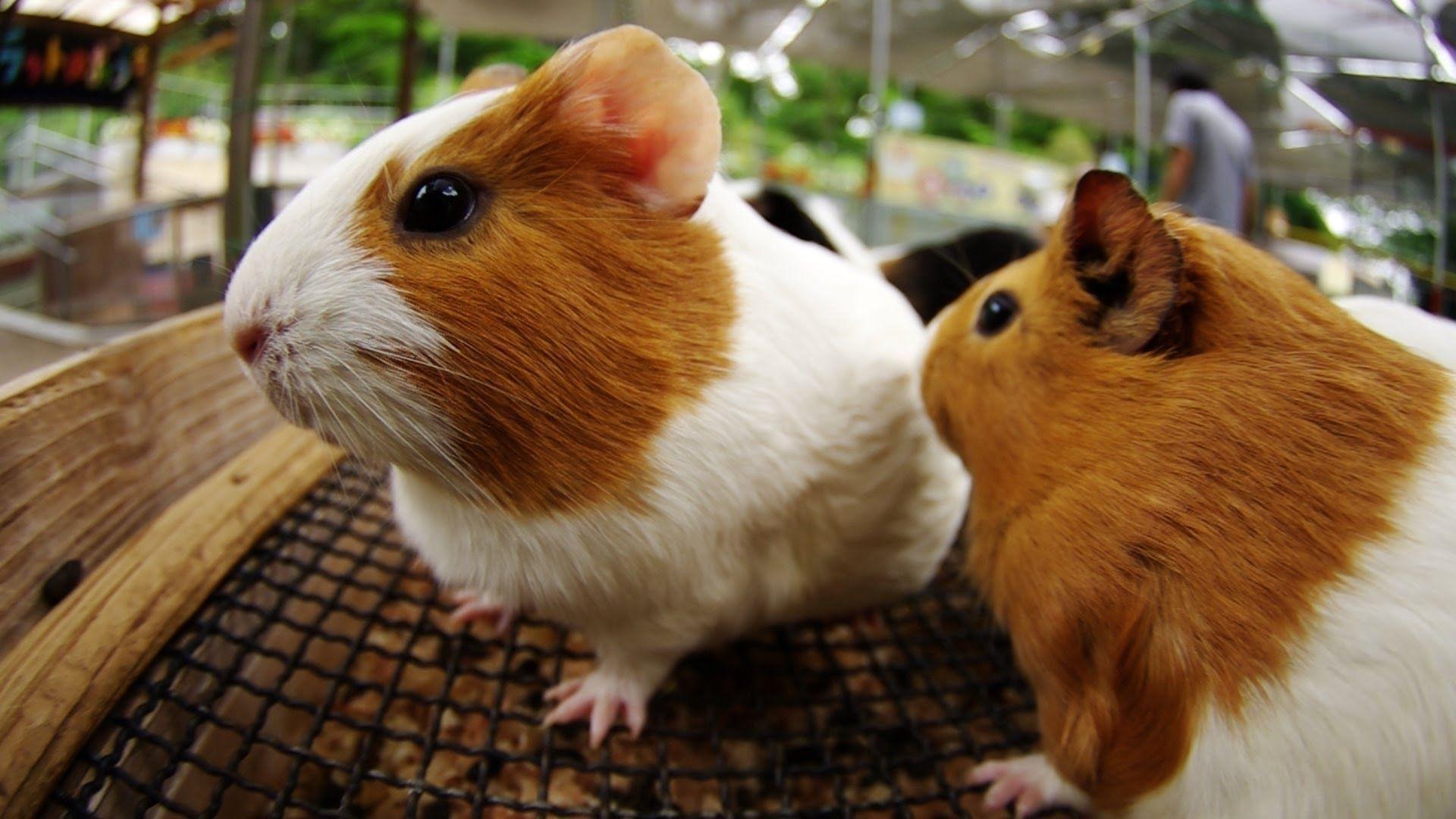 1920x1080 Christmas Guinea Pig Wallpaper