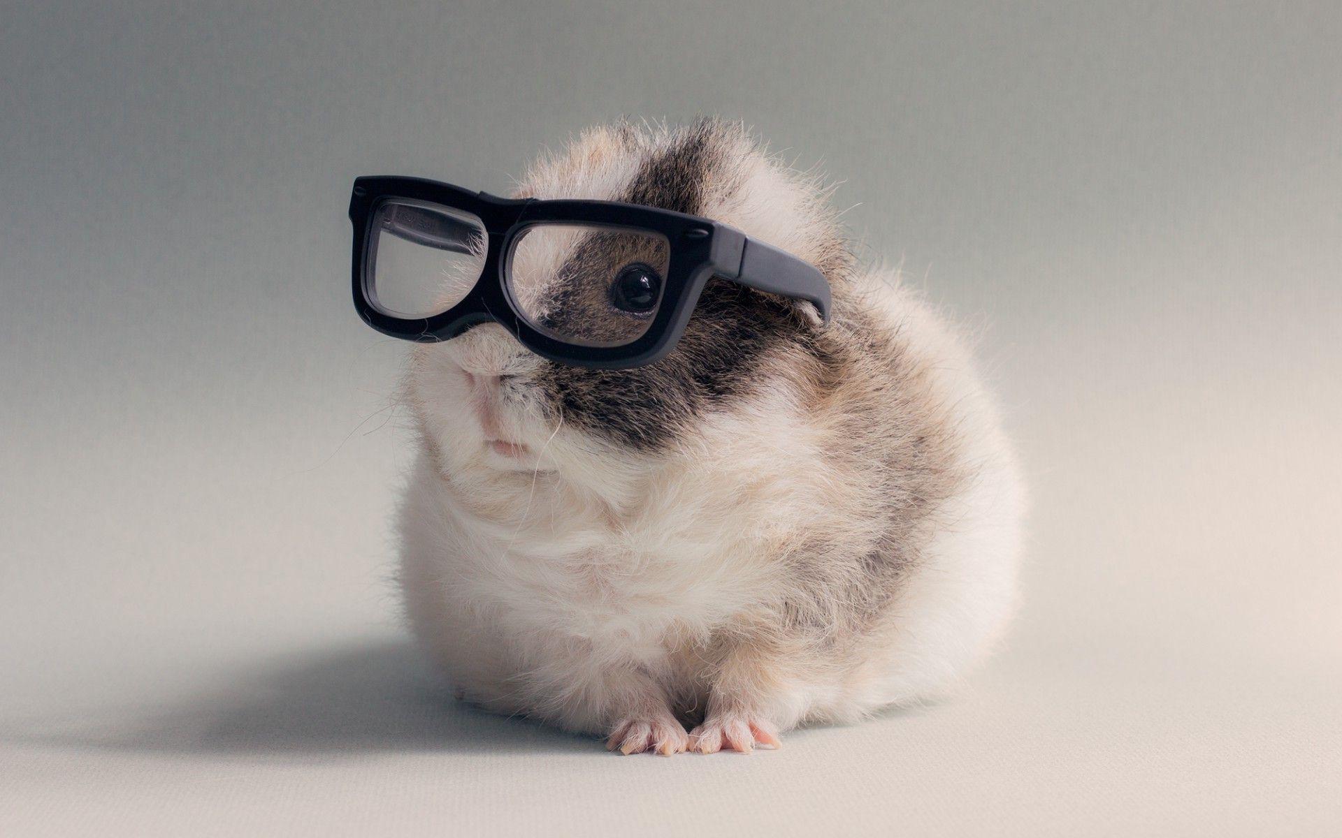 1920x1200 animals, Glasses, Guinea Pigs Wallpaper HD / Desktop and Mobile
