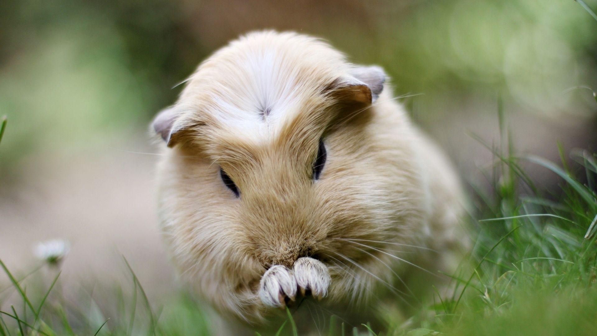 1920x1080 Guinea Pig Wallpaper. Guinea Pig March