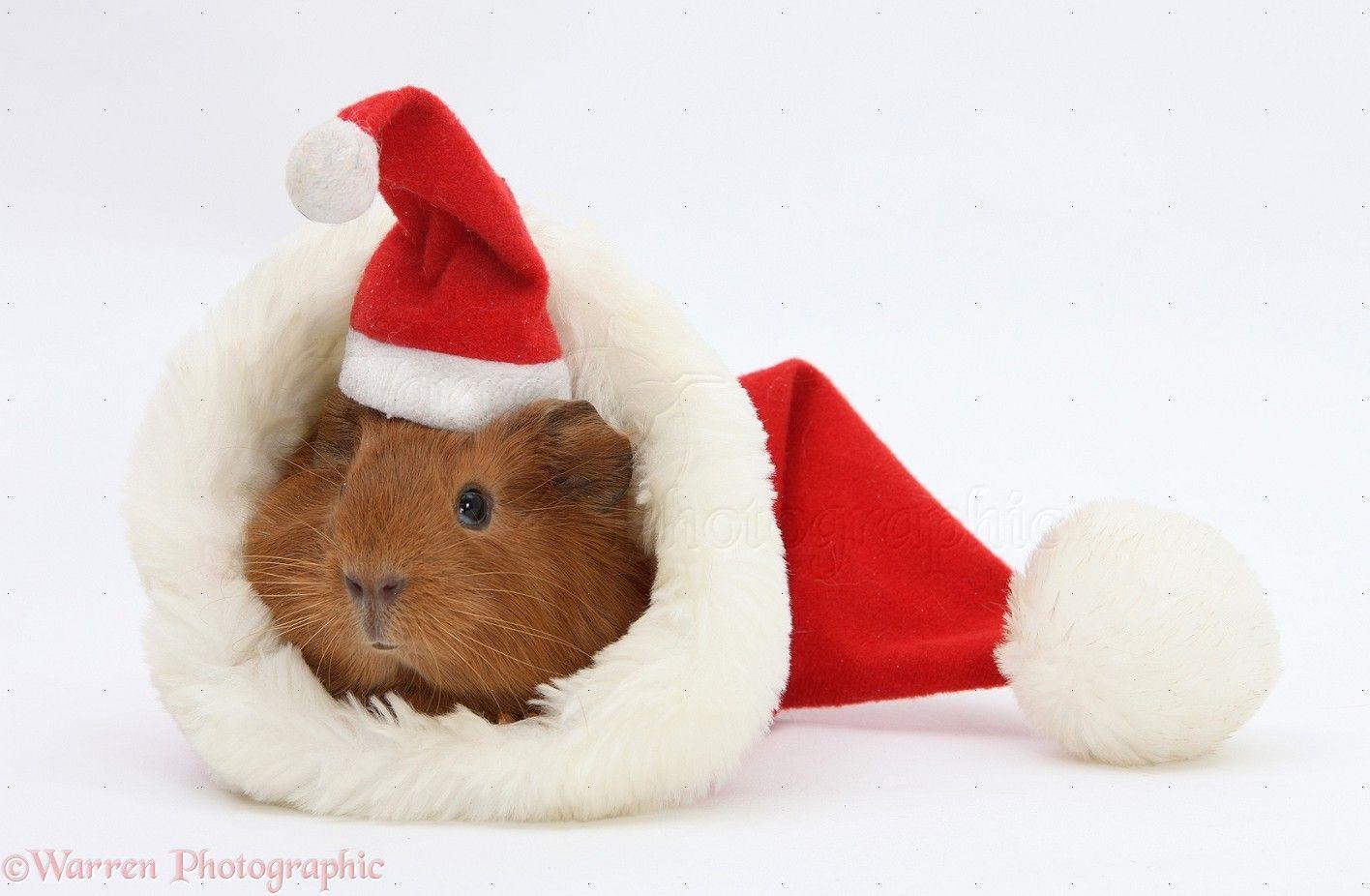 1416x926 Free download WP21601 Baby Guinea pig in and wearing a Father