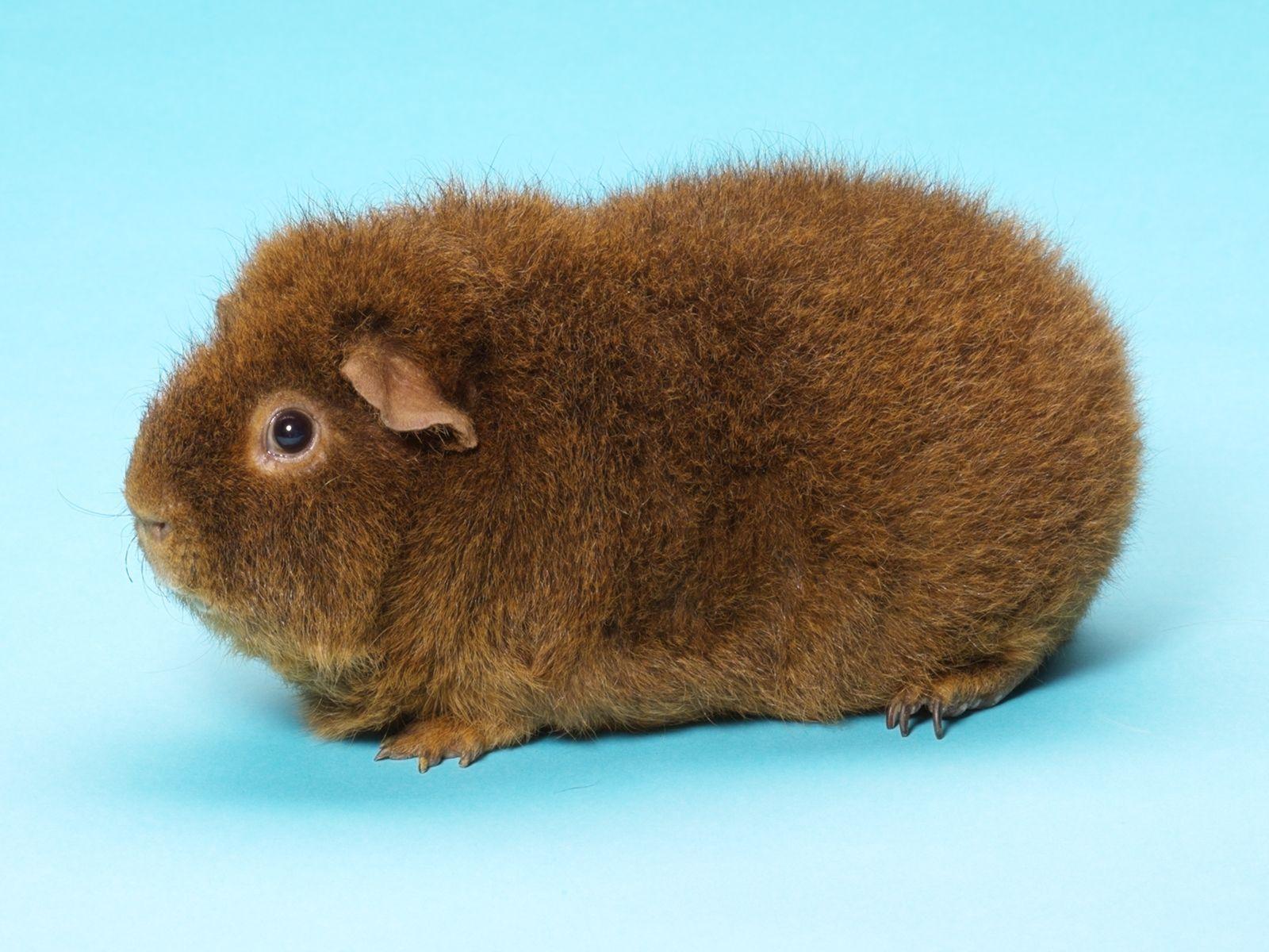 1600x1200 Guinea Pig Breeds