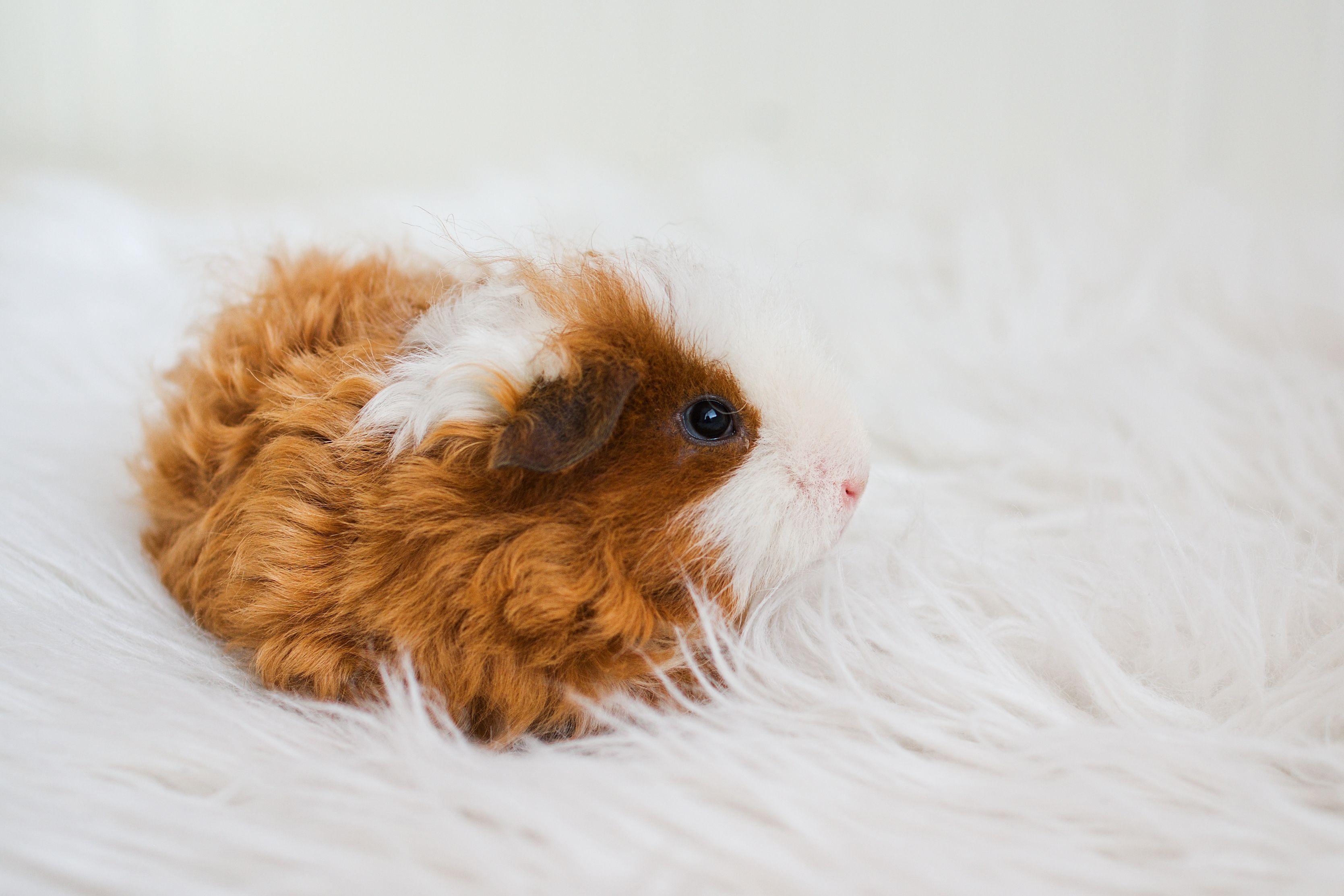 3338x2225 Guinea Pig Breeds List Guide of All Guinea Pig Breeds