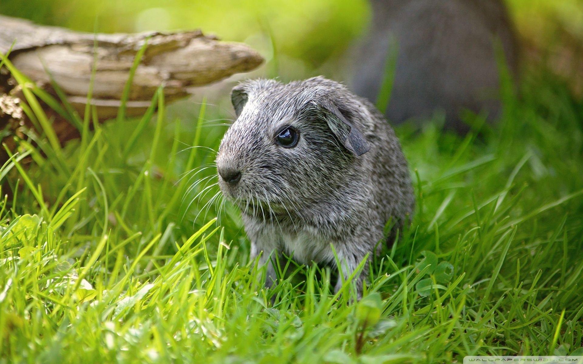 1920x1200 Domestic Guinea Pig Wallpaper
