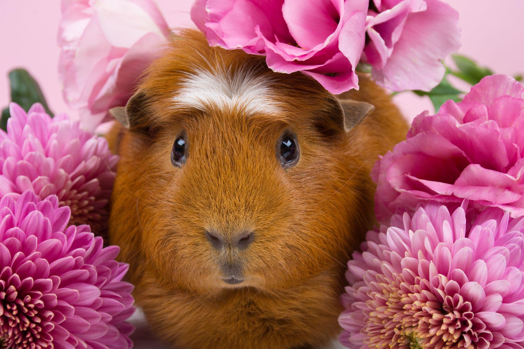 2121x1414 Guinea Pig Breeds List Guide of All Guinea Pig Breeds