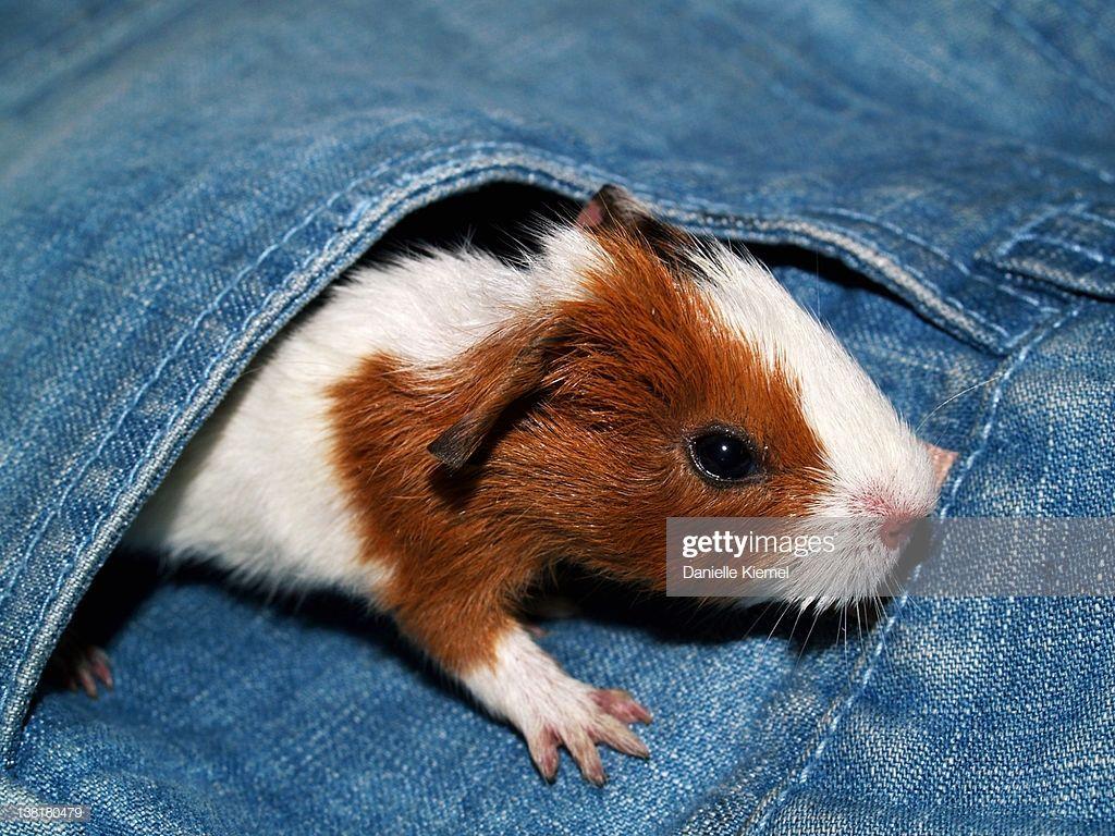 1024x768 Tiny Baby Guinea Pig In Pocket High Res