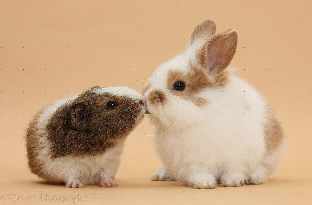 1200x789 Baby Rabbit And Baby Guinea Pig HD Wallpaper #