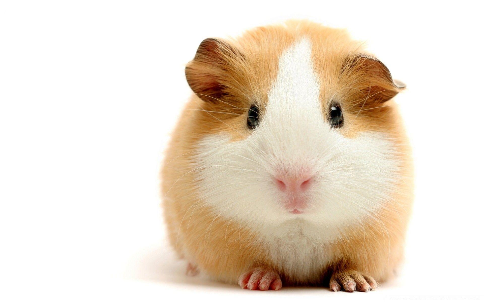 1920x1200 Cute Guinea Pig